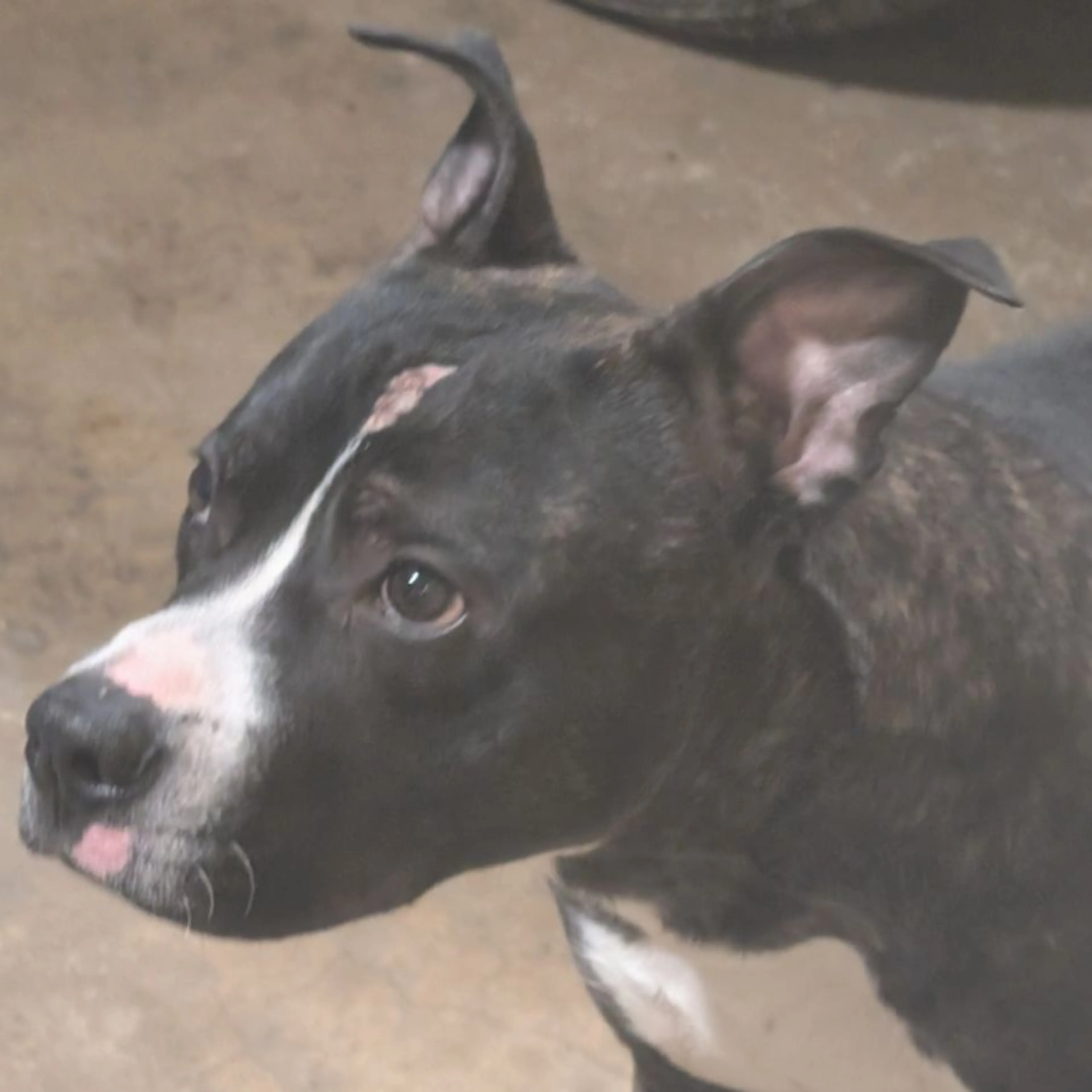 Found pet