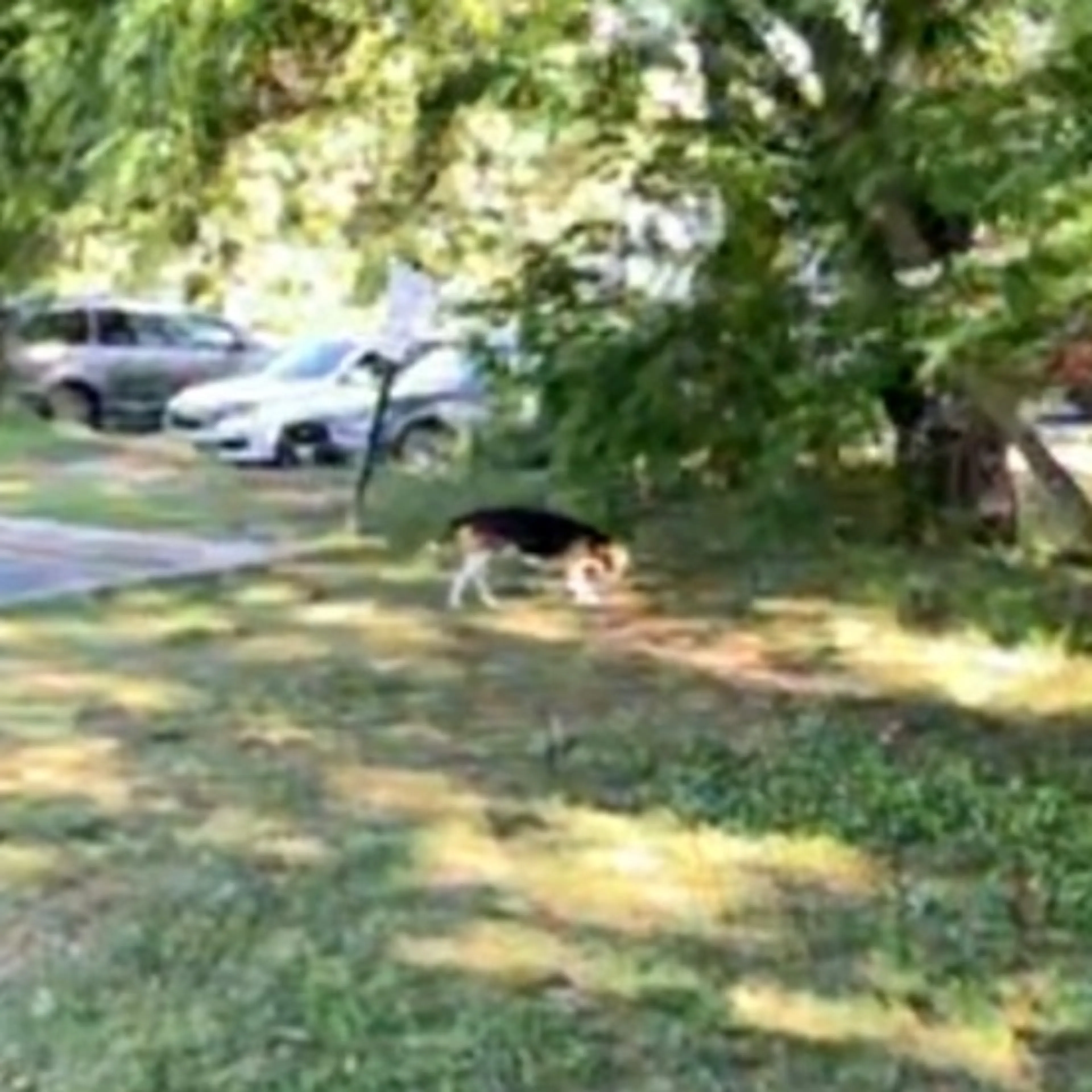 Found pet