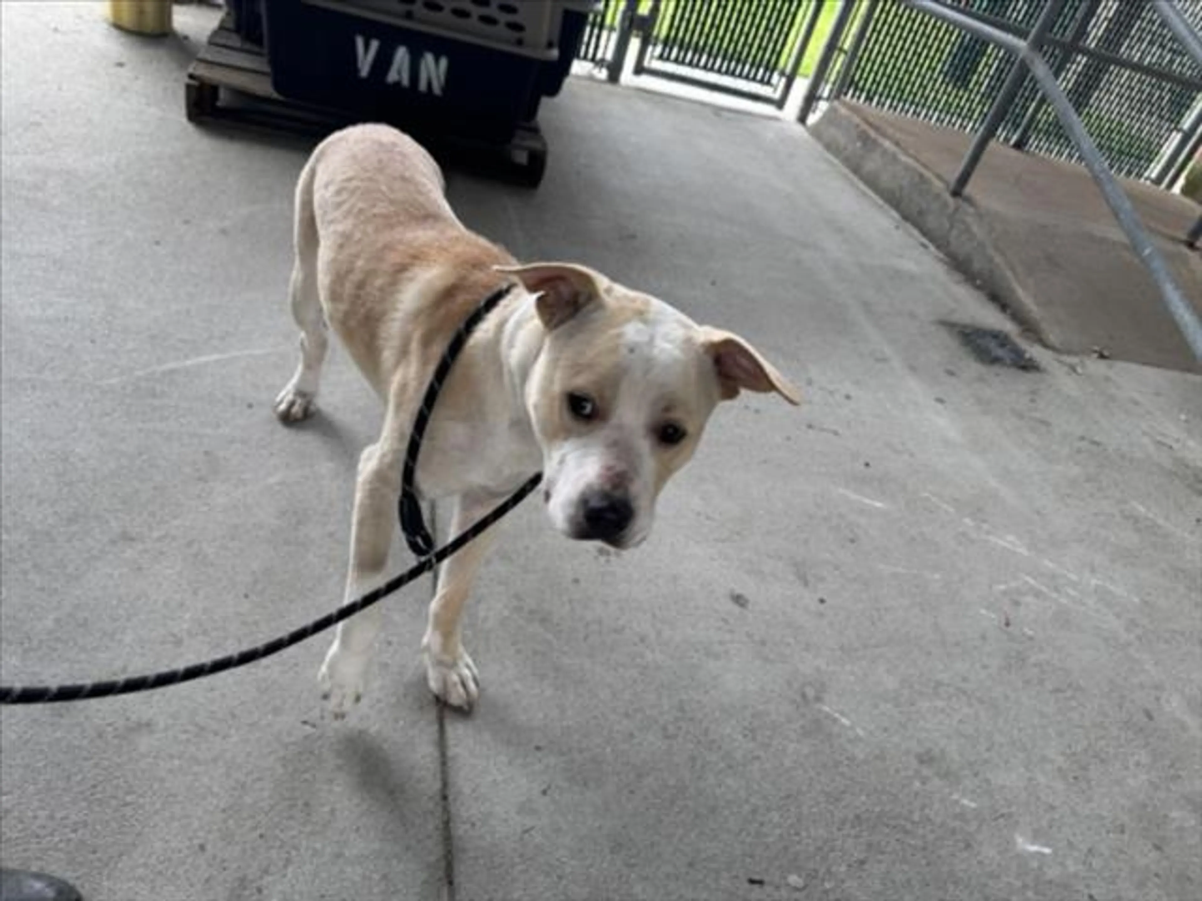 Found pet