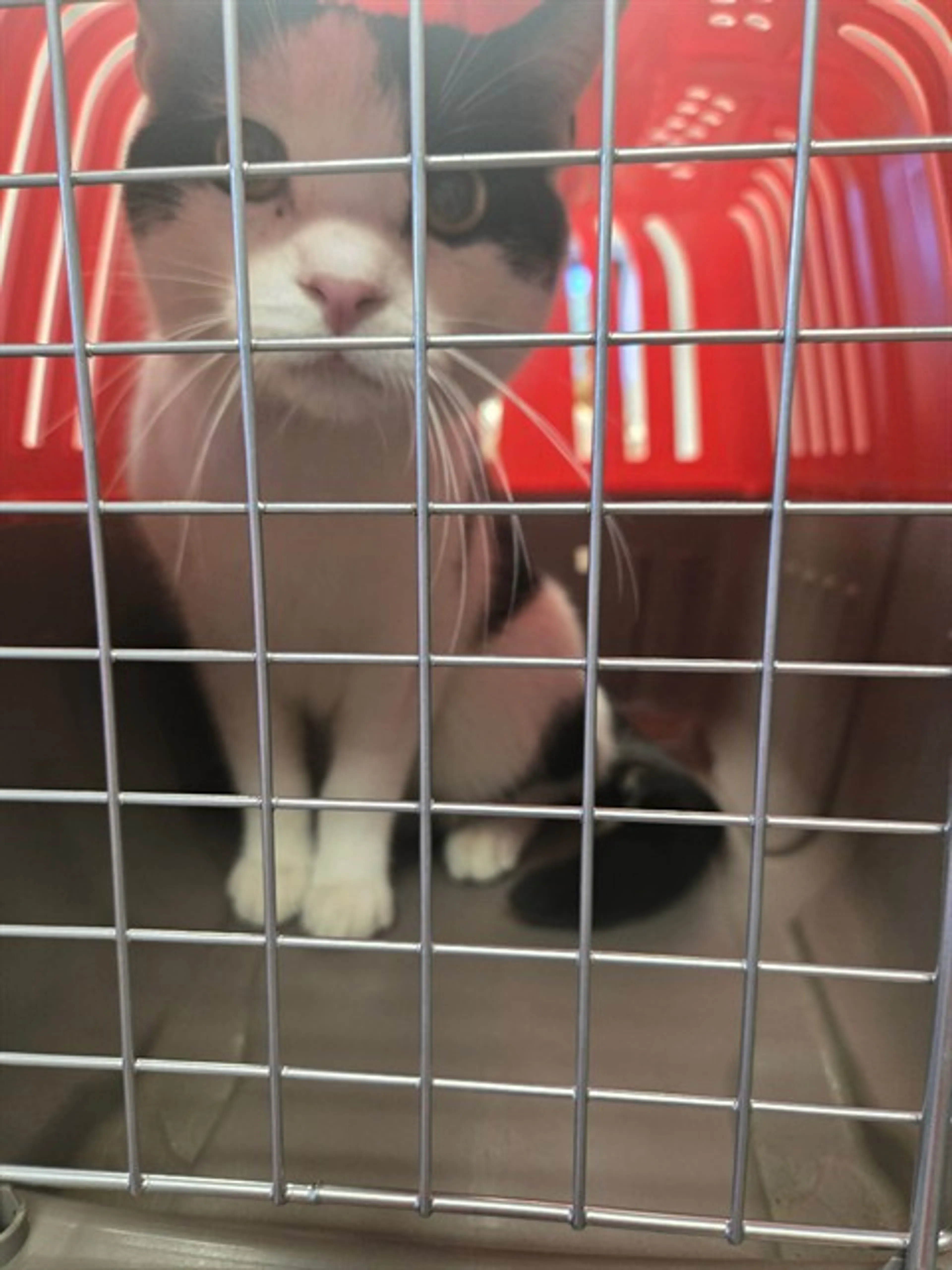Found pet