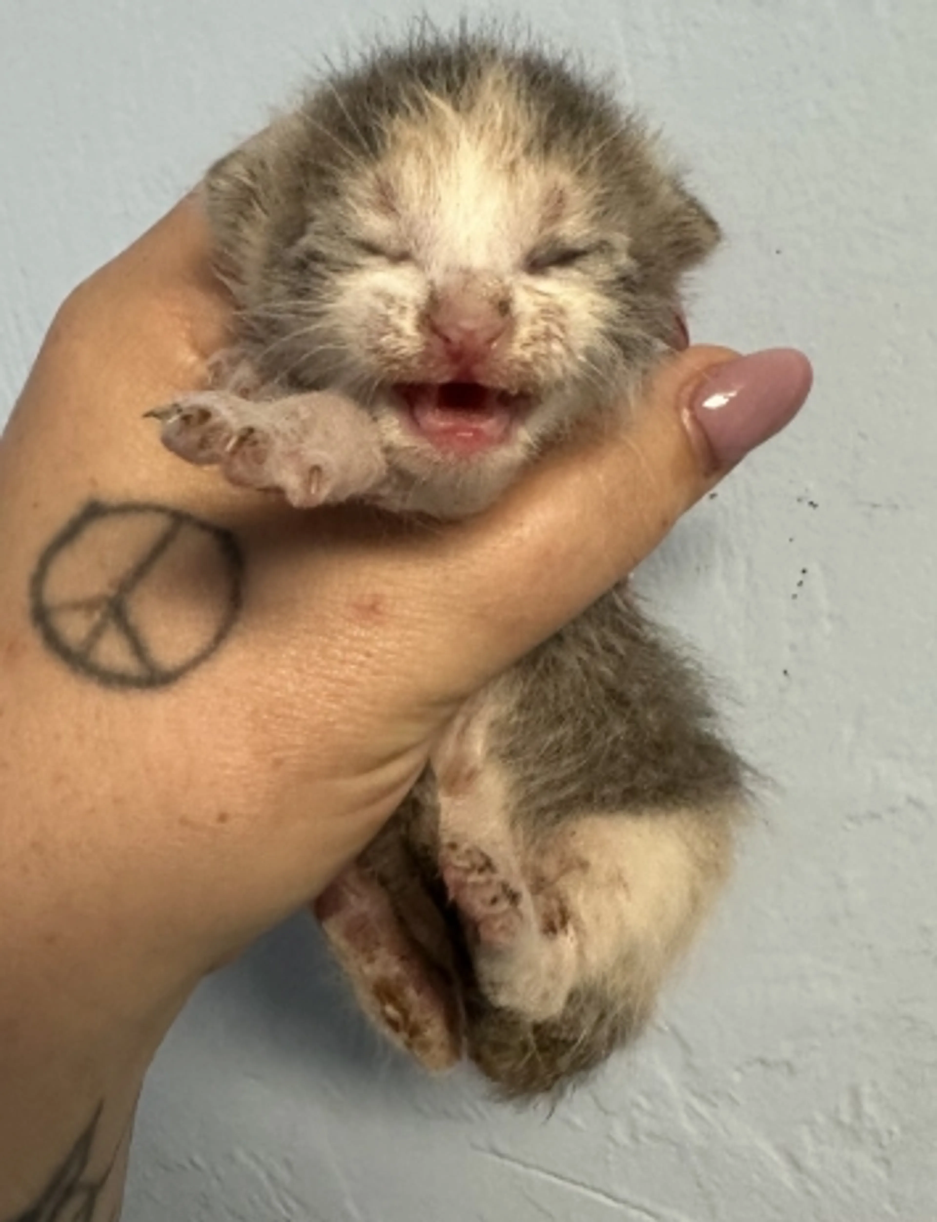 Found pet