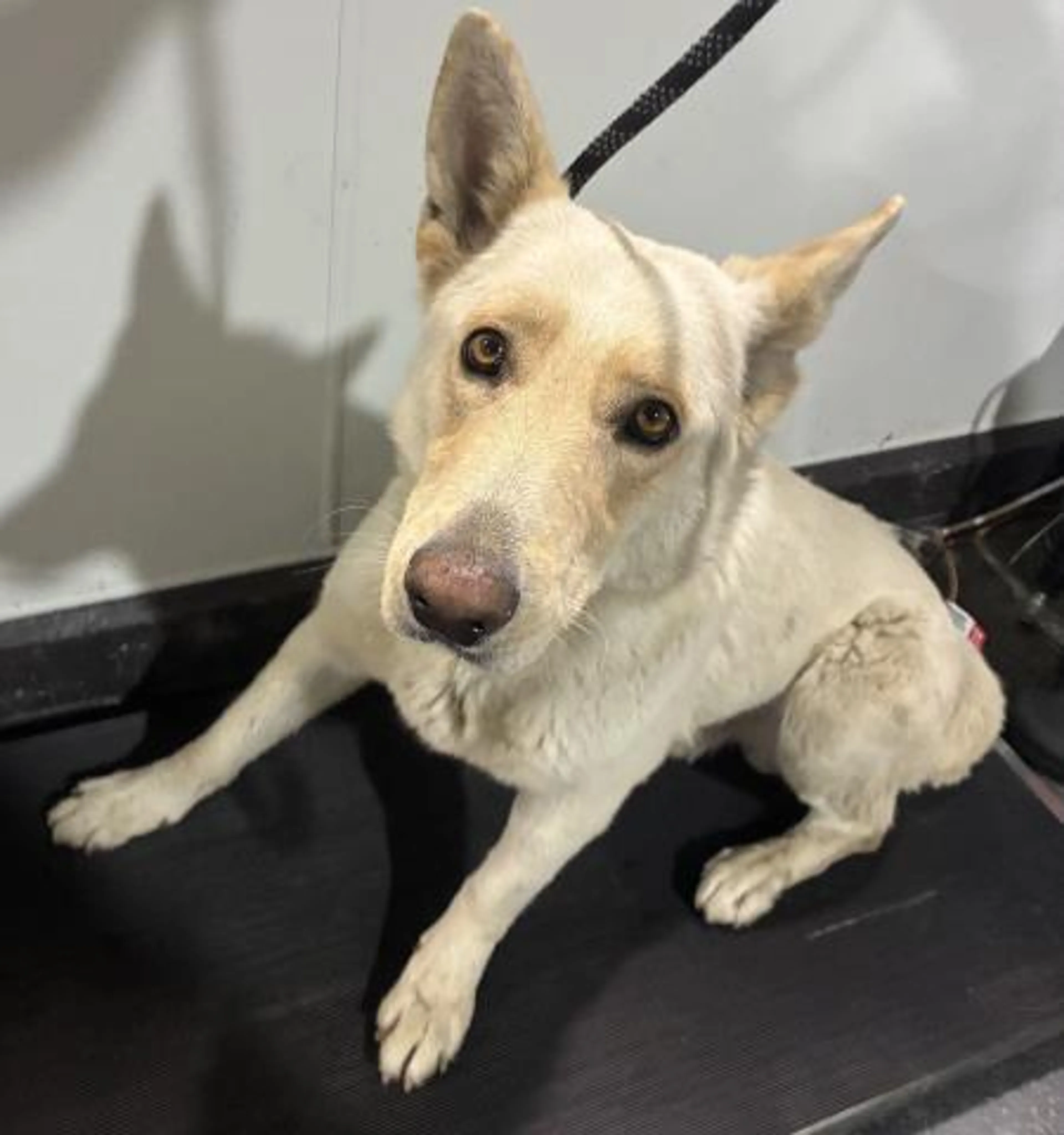 Found pet
