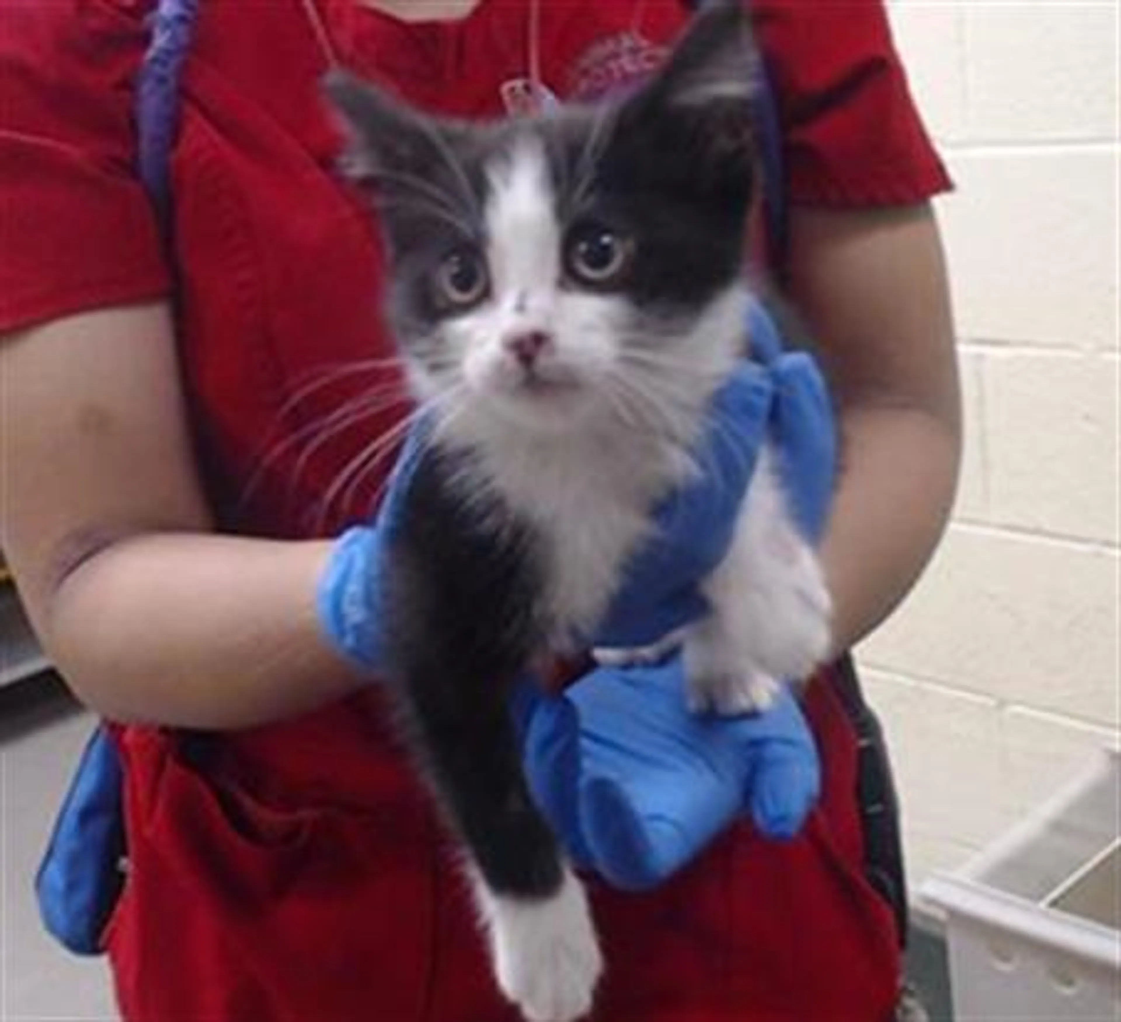 Found pet
