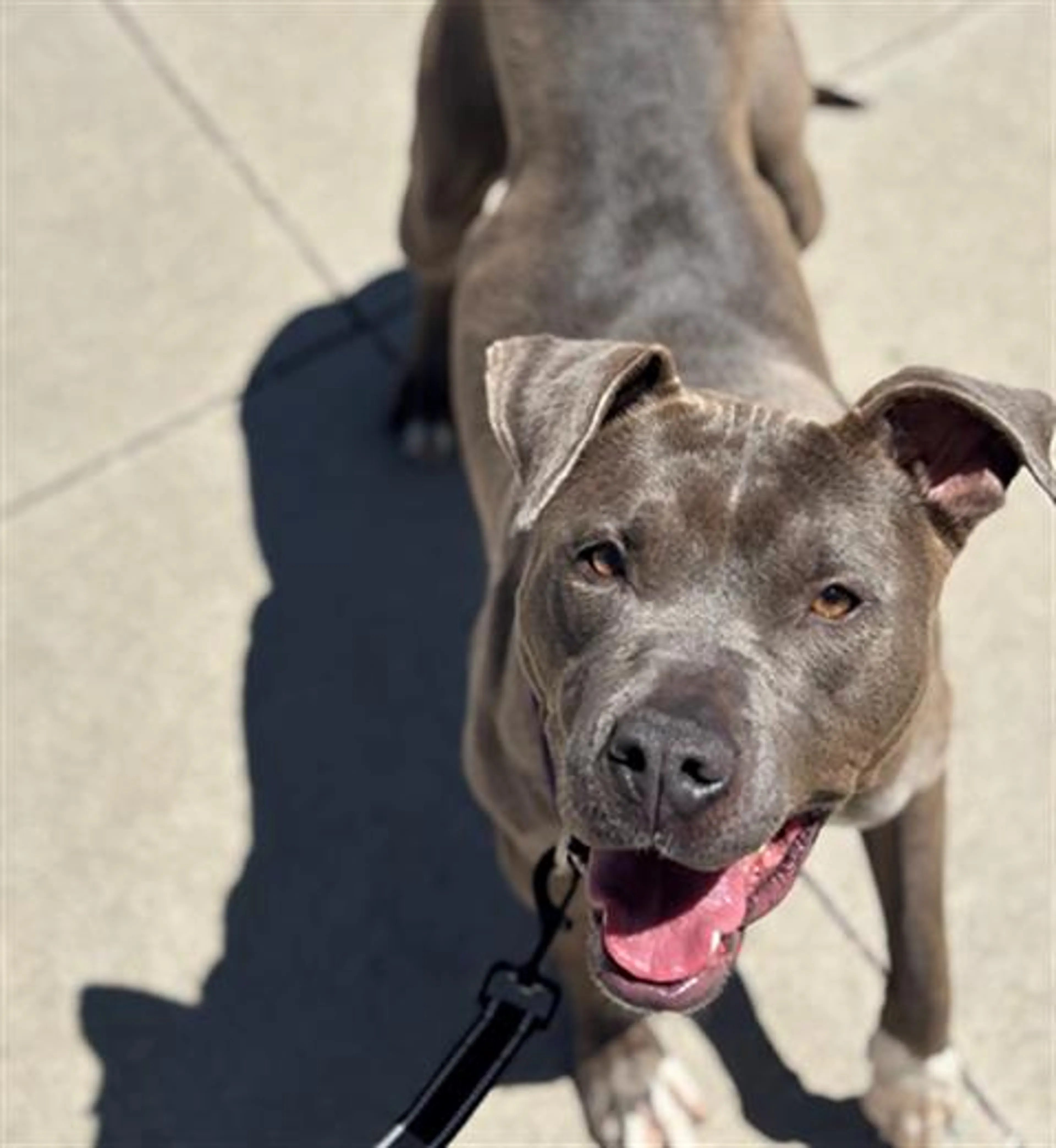 Found pet