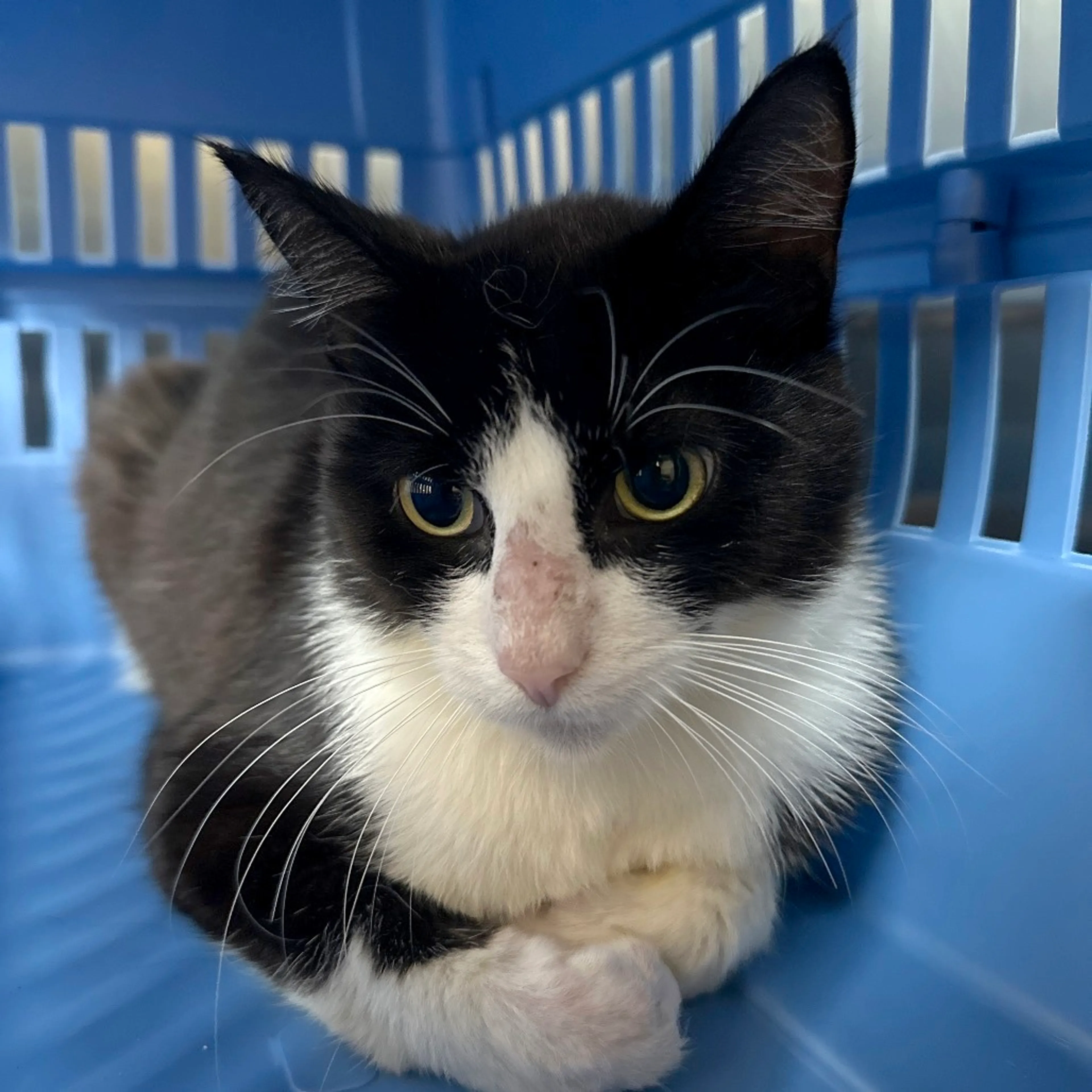 Found pet-1