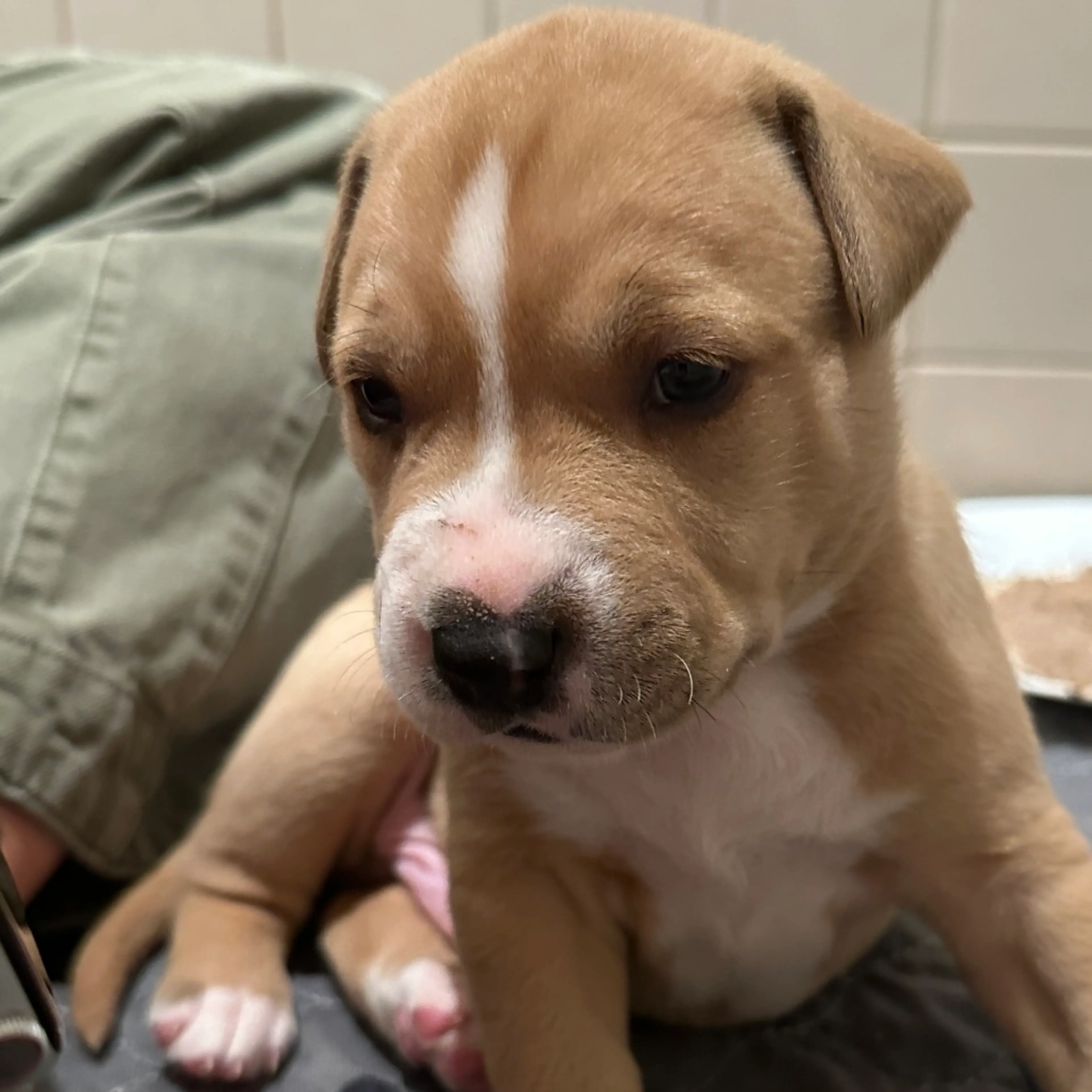 Found pet-1
