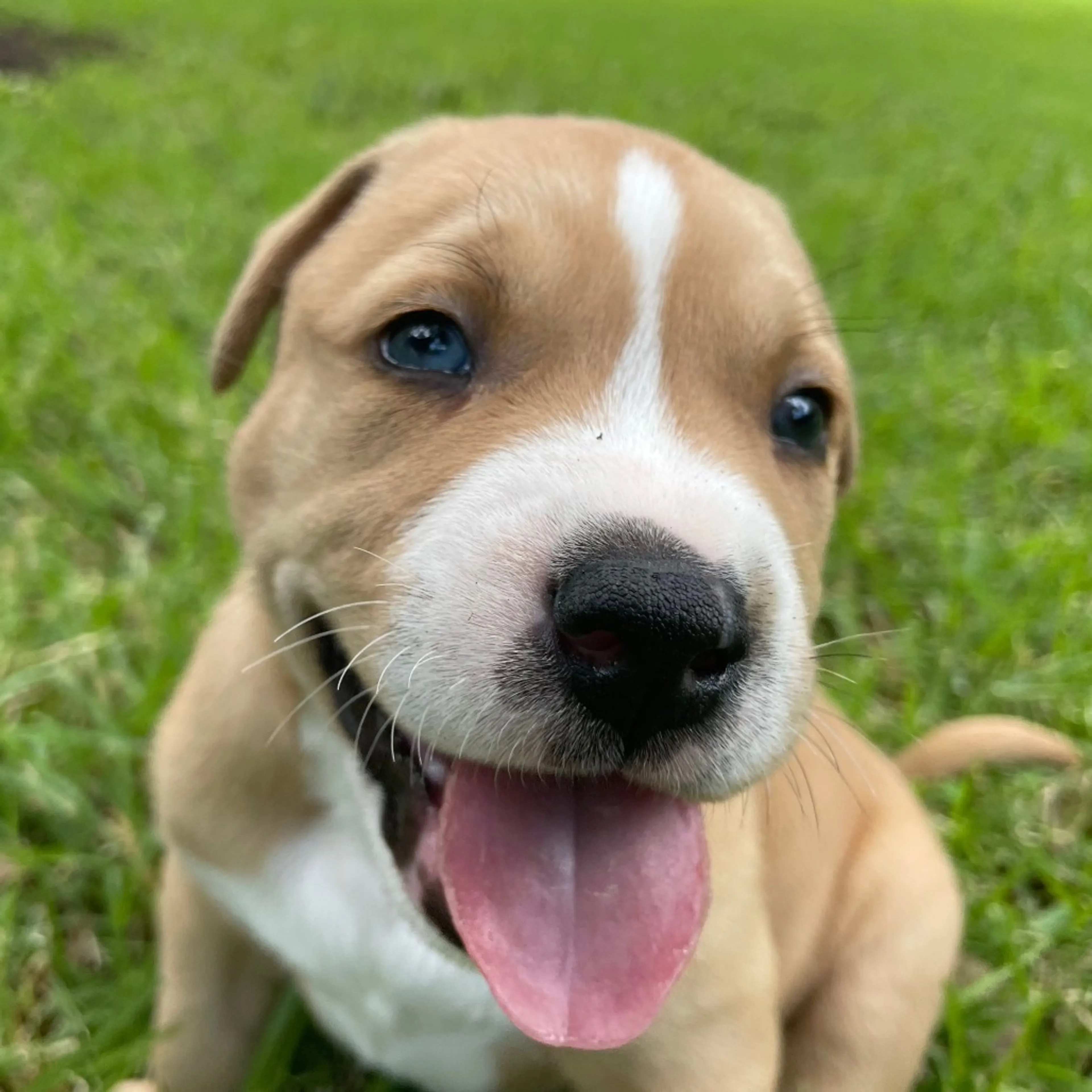Found pet-2
