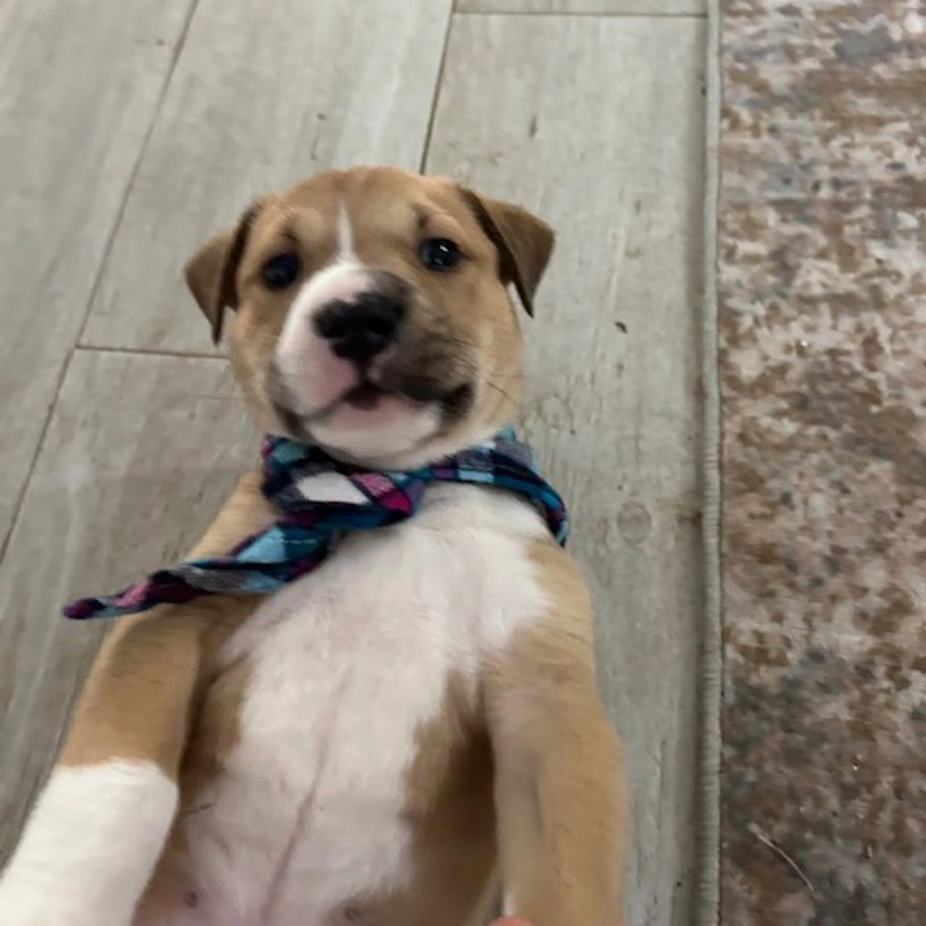 Found pet-1