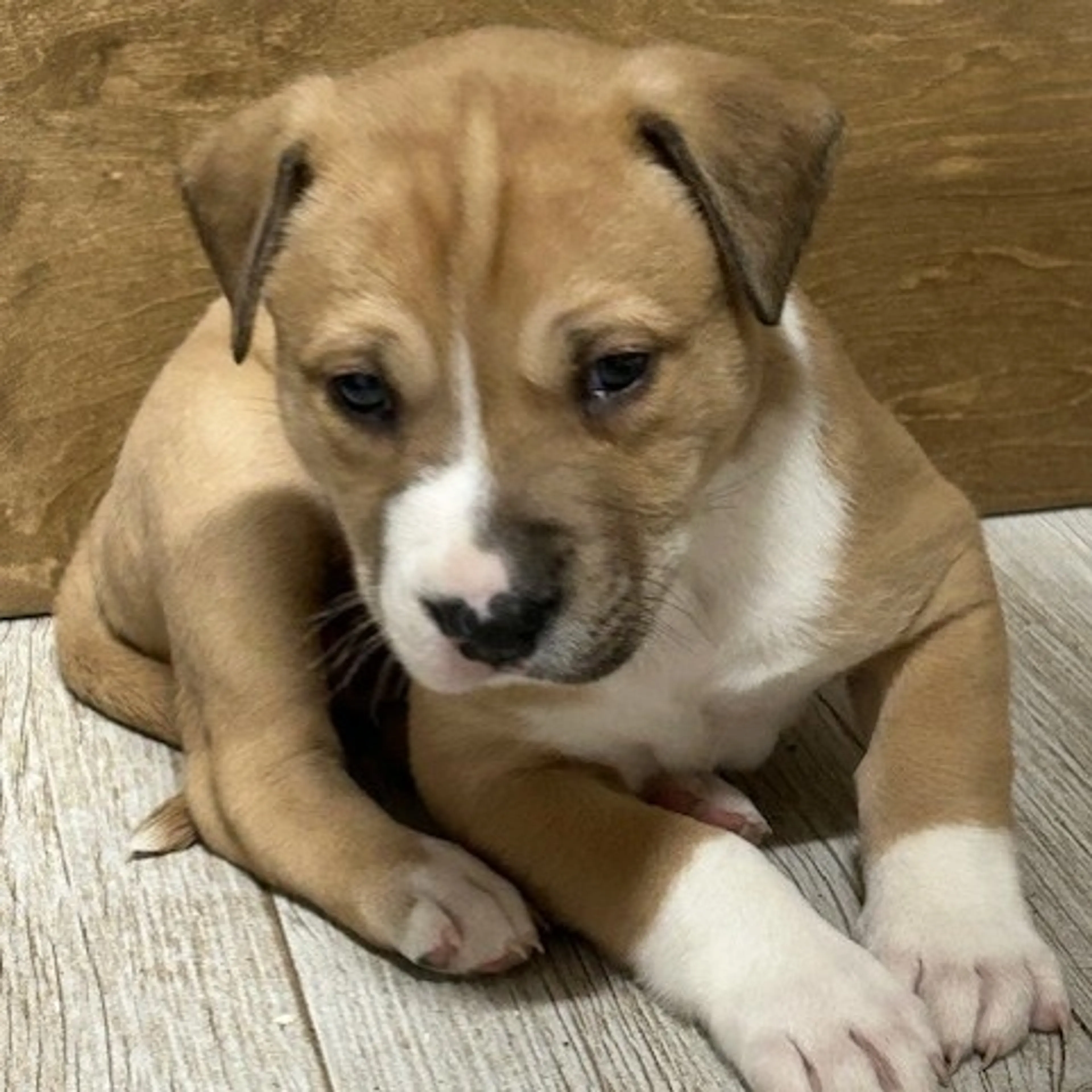Found pet-2