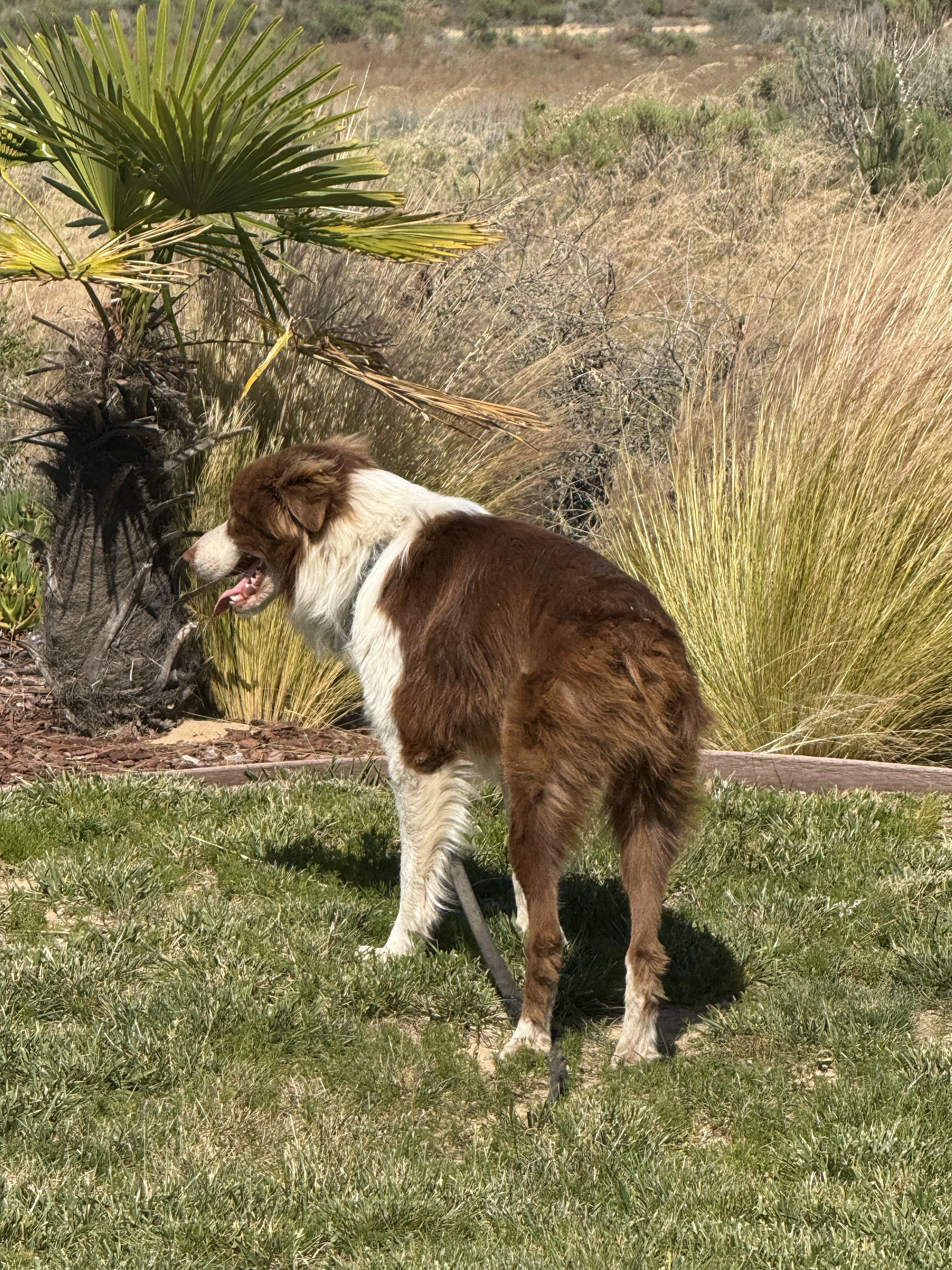 Lost pet