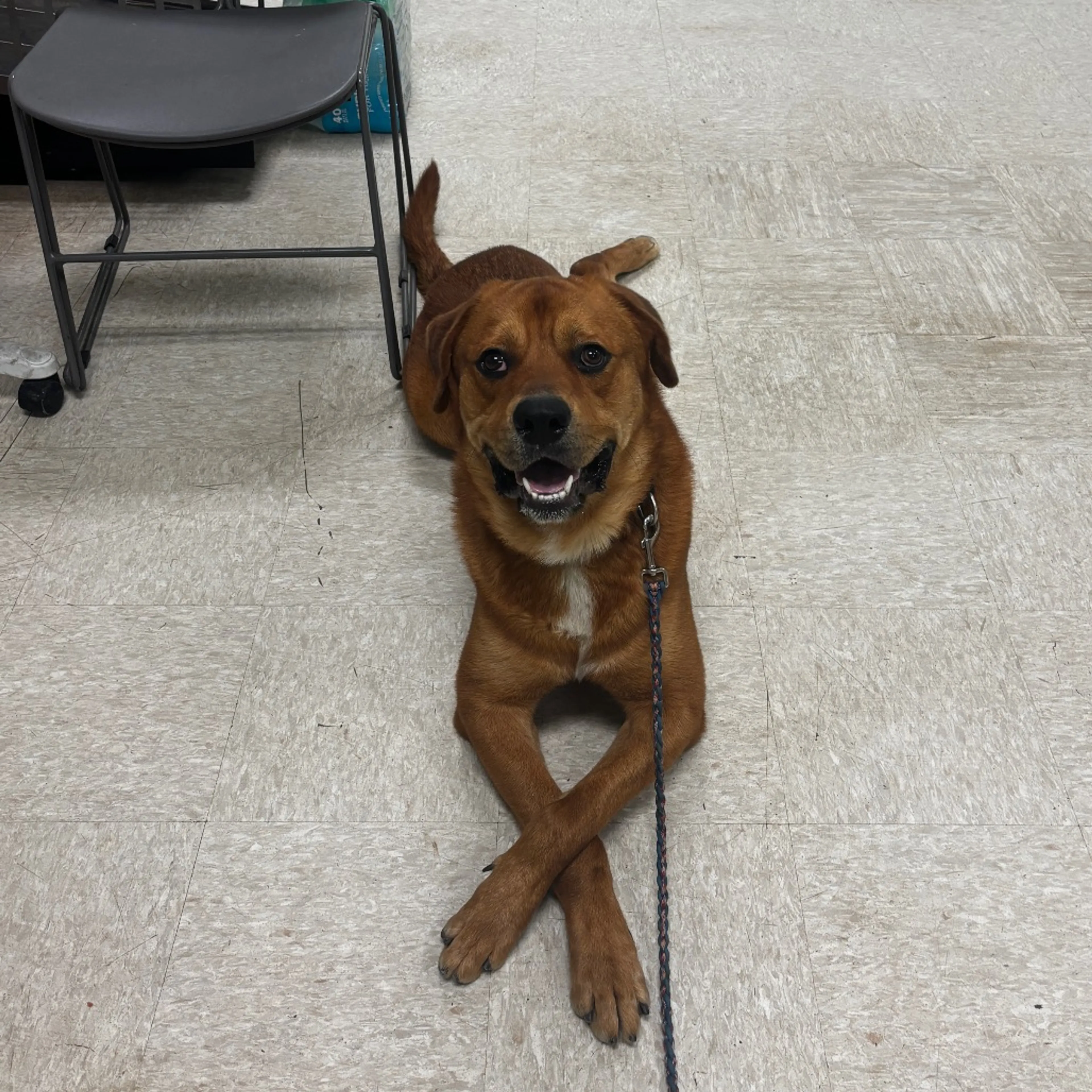cdn image
