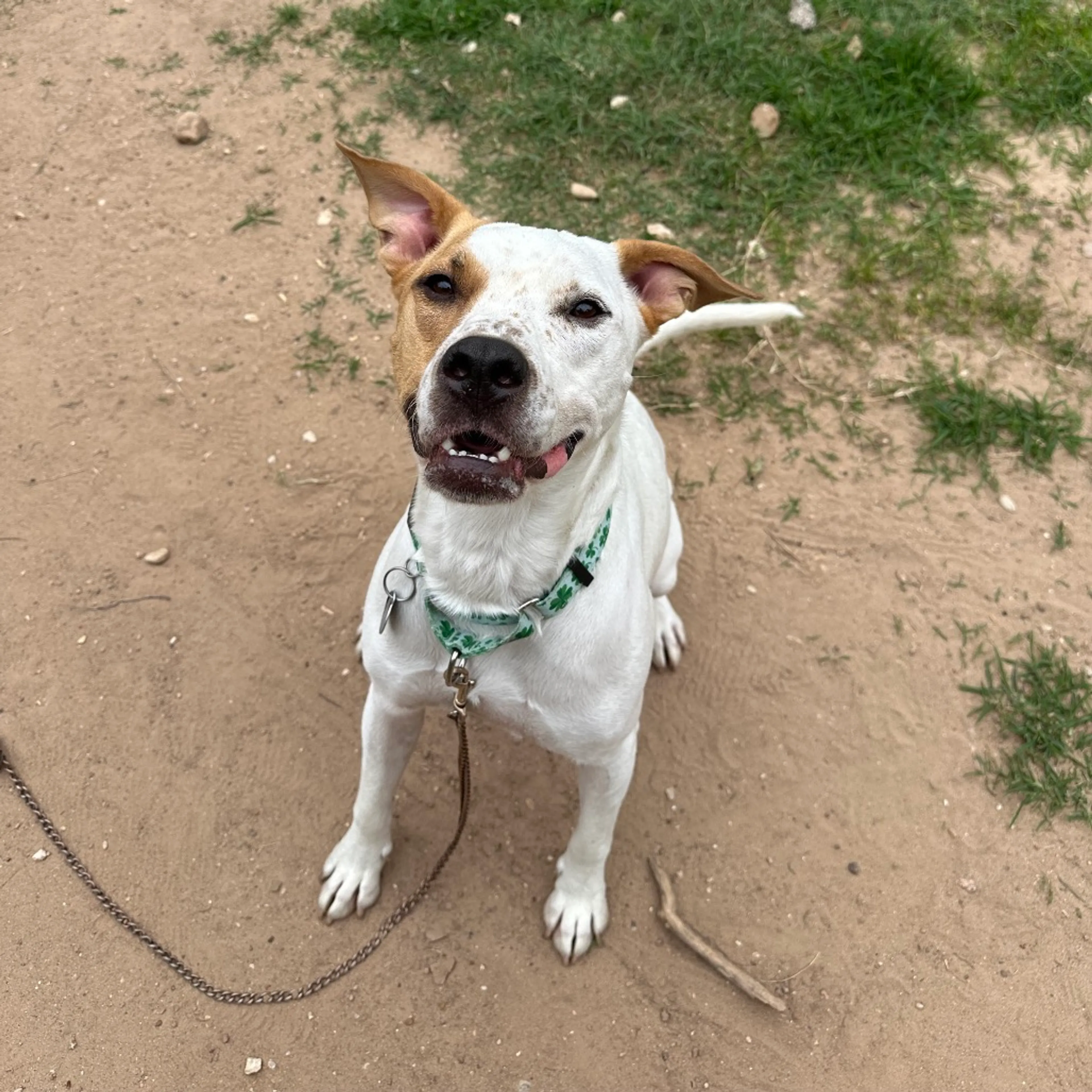 Found pet-5