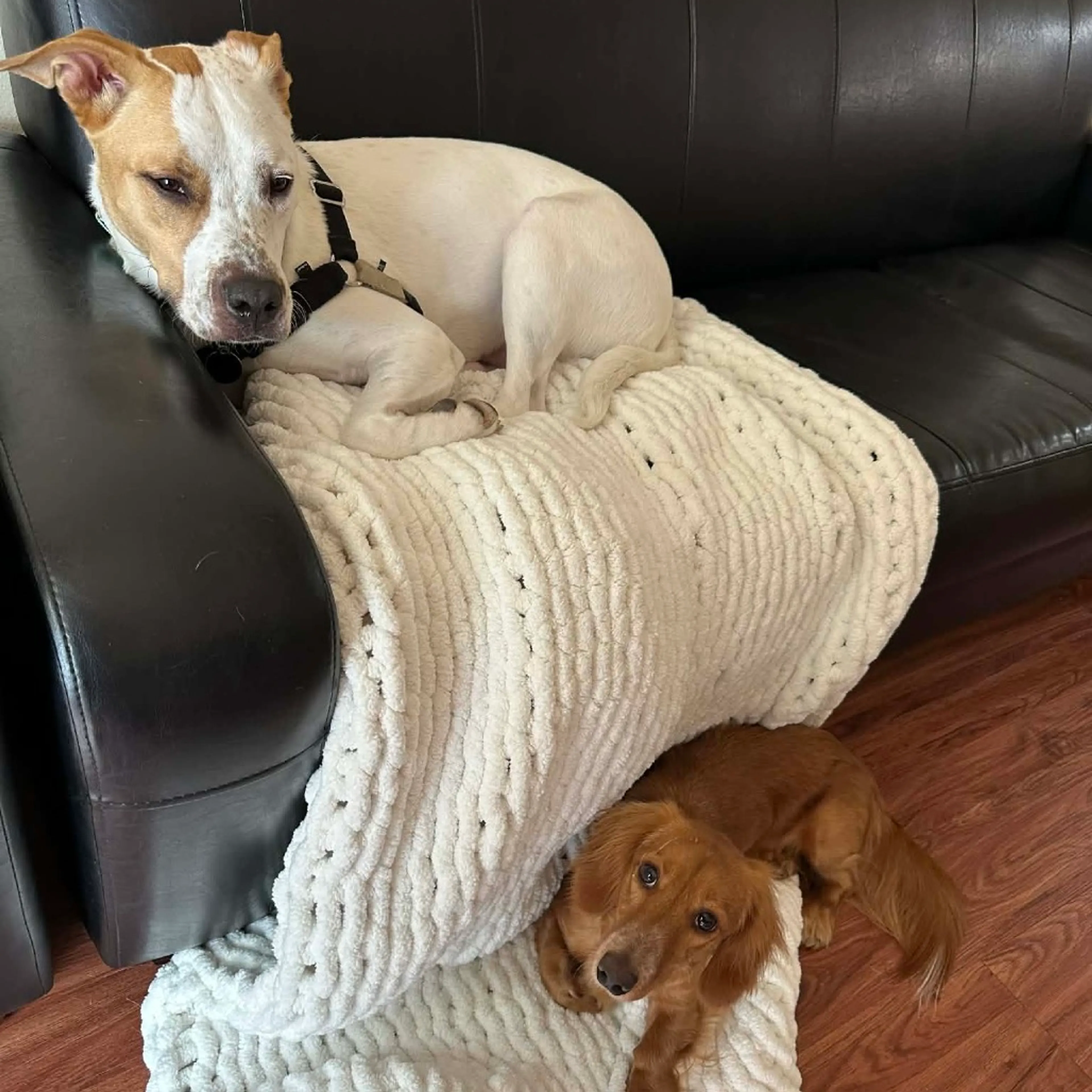 Found pet-3
