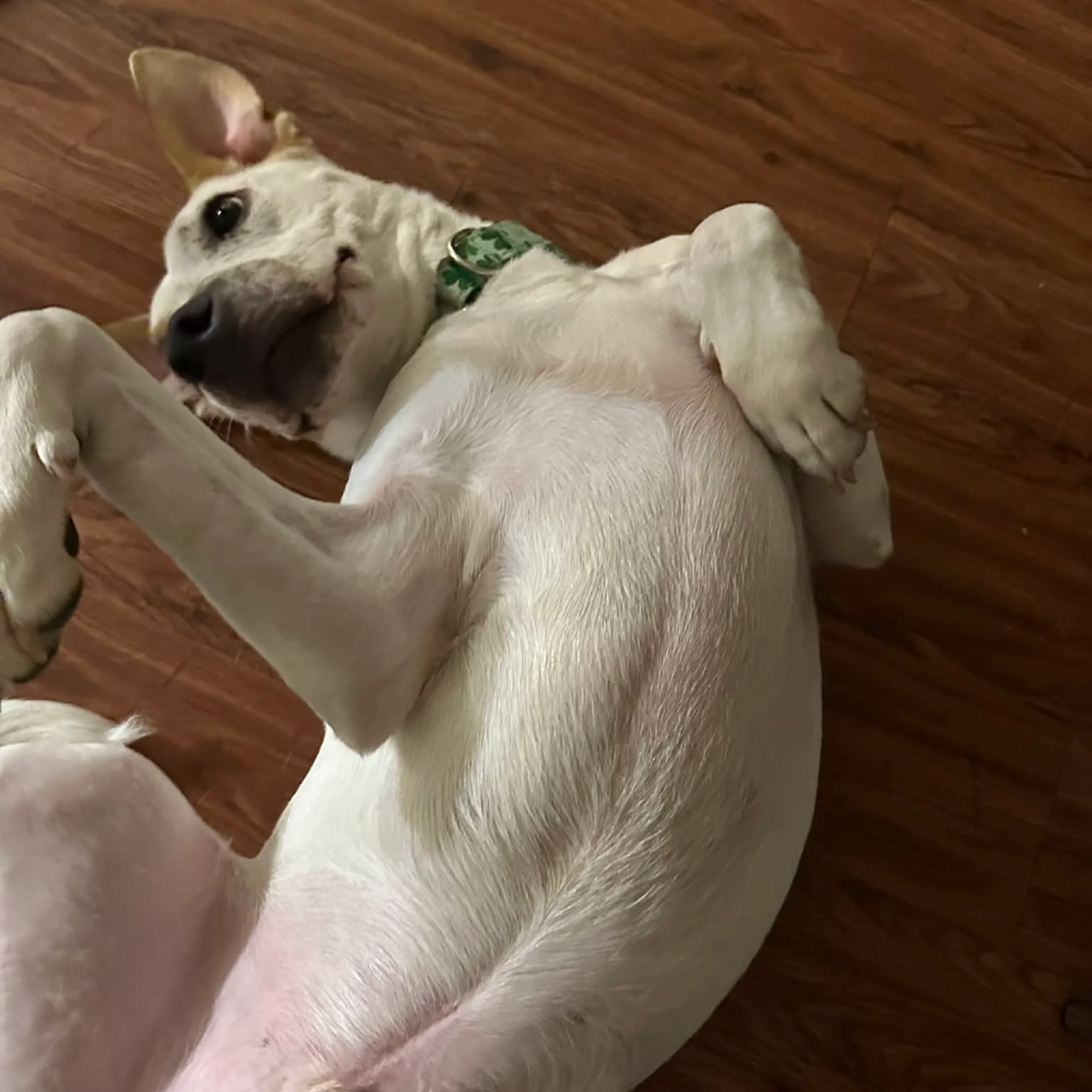 Found pet-1