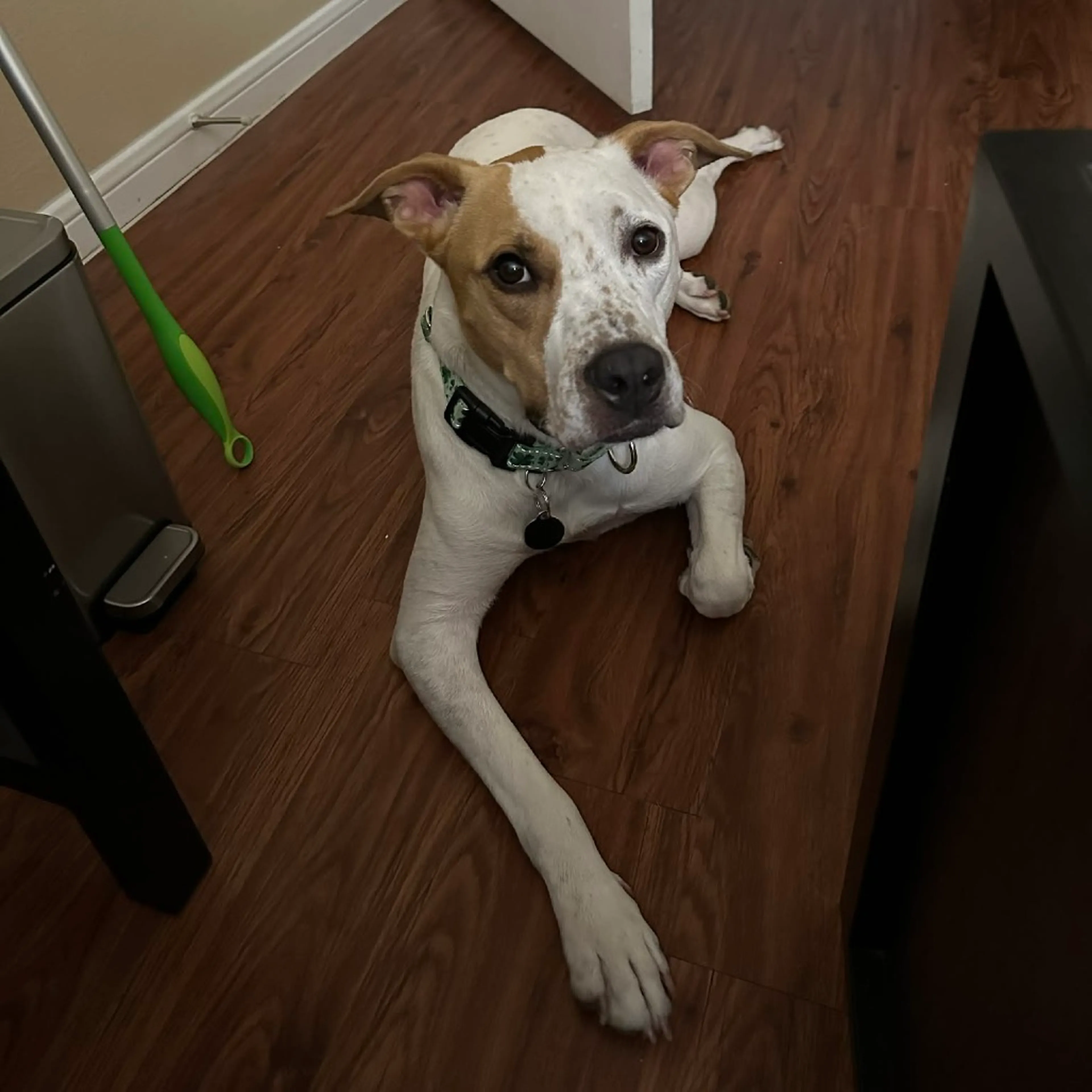 Found pet-2