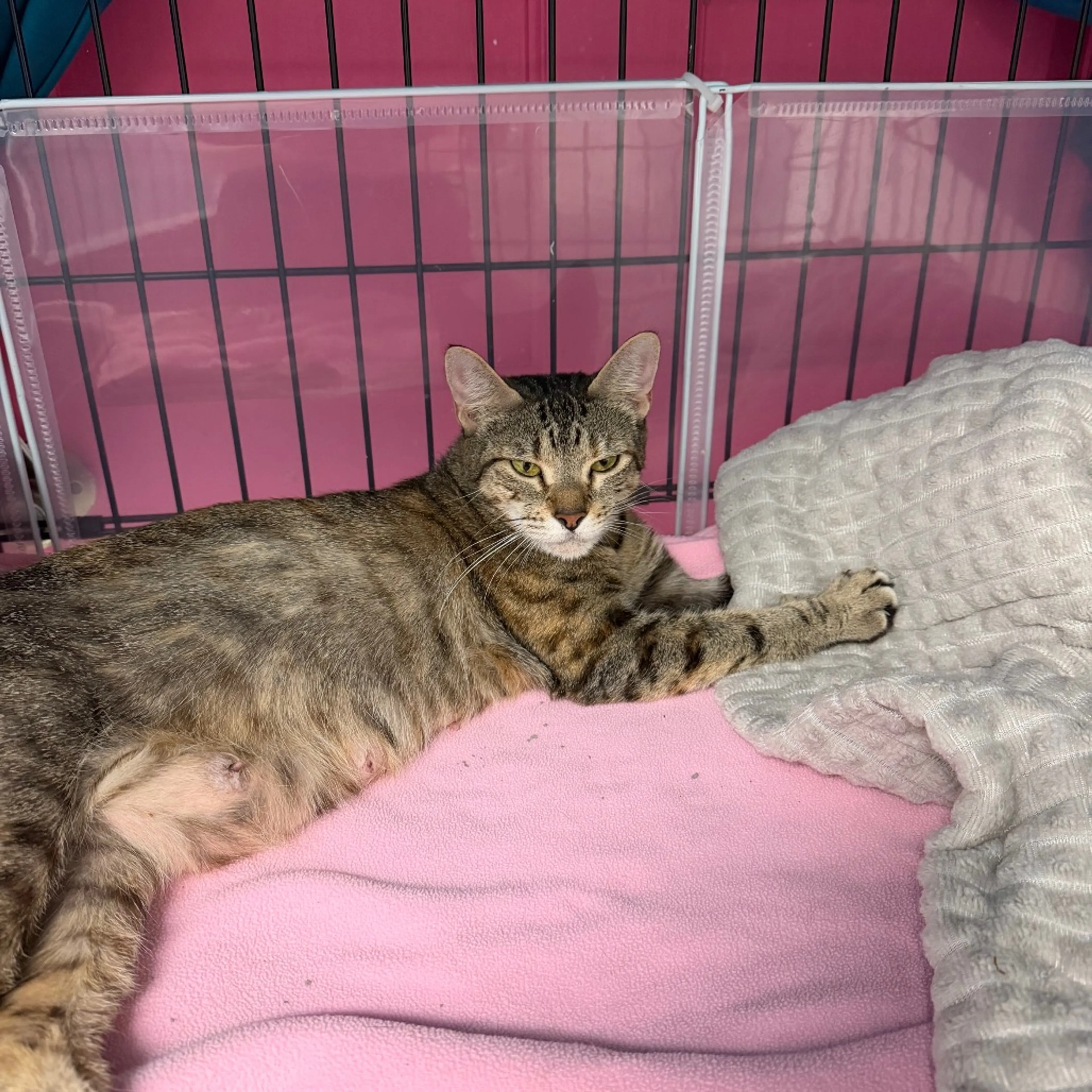 Found pet