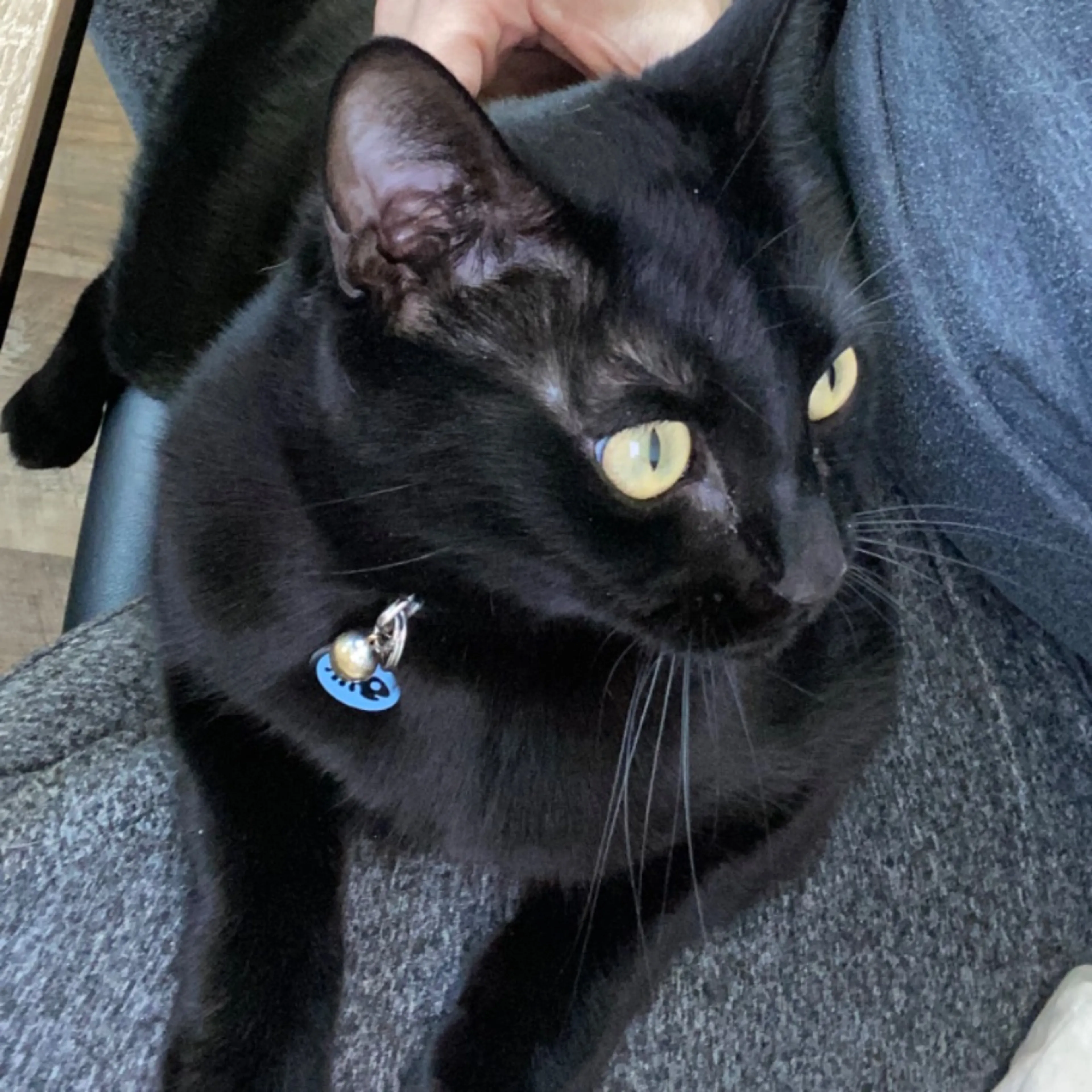 Lost pet