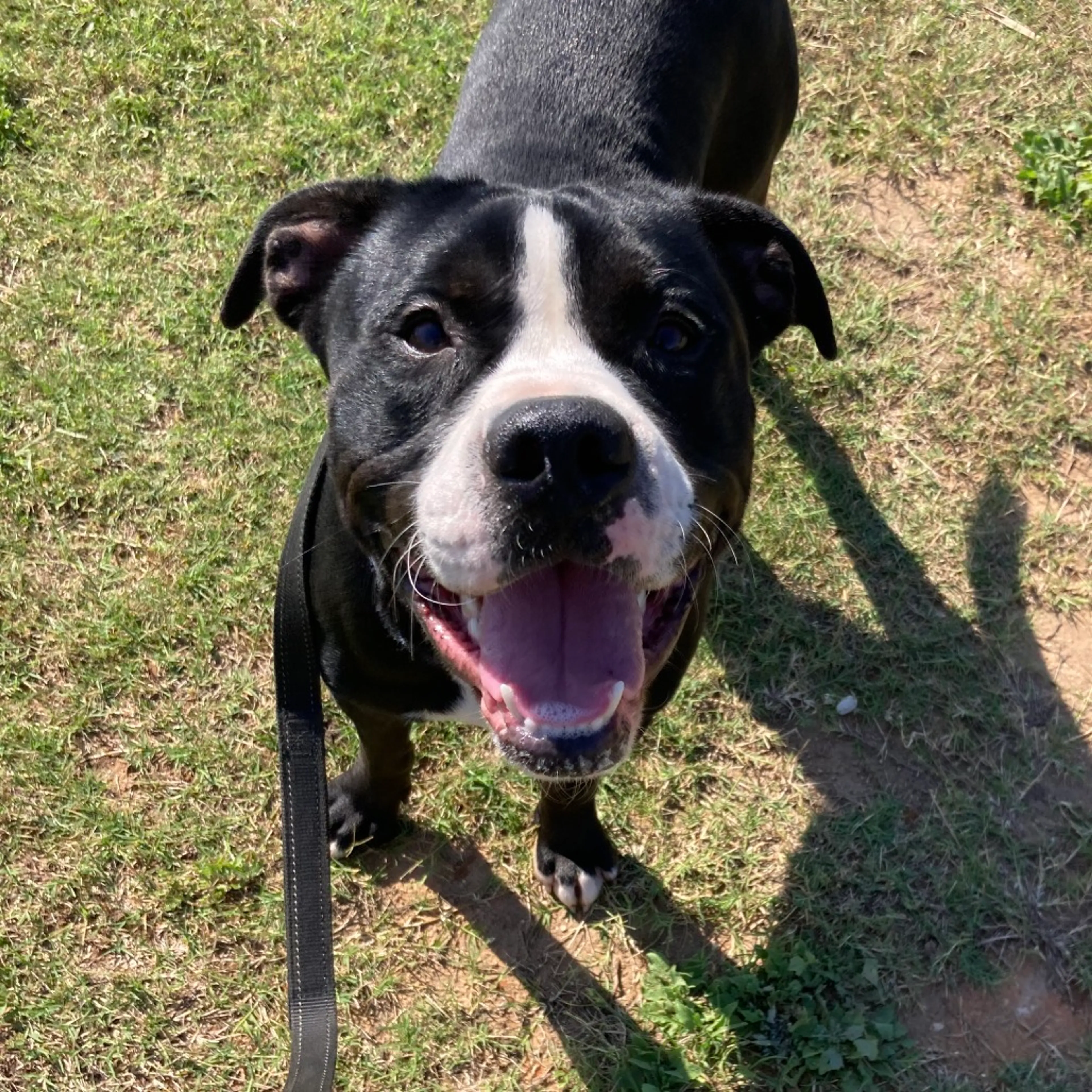 Found pet-2