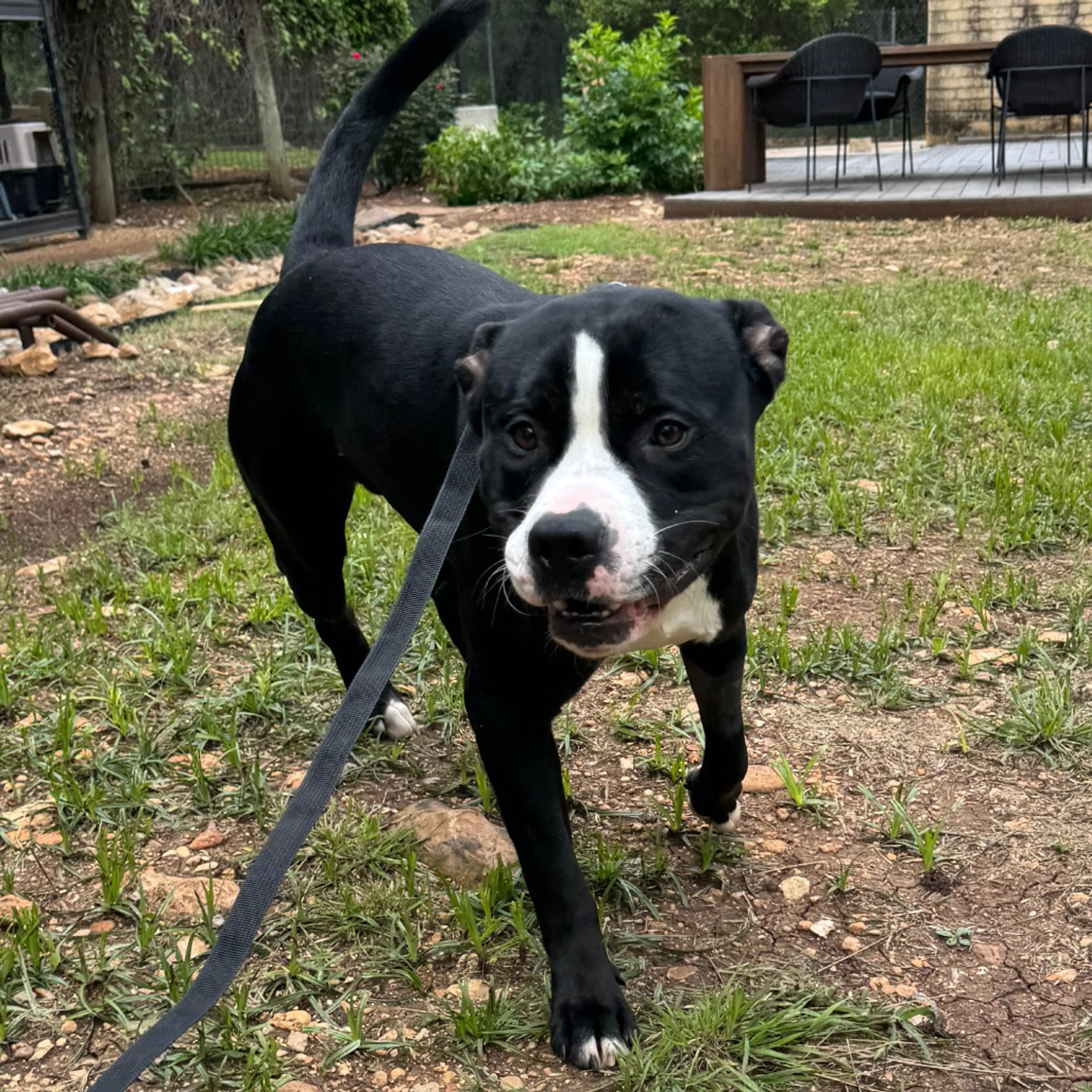 Found pet-1