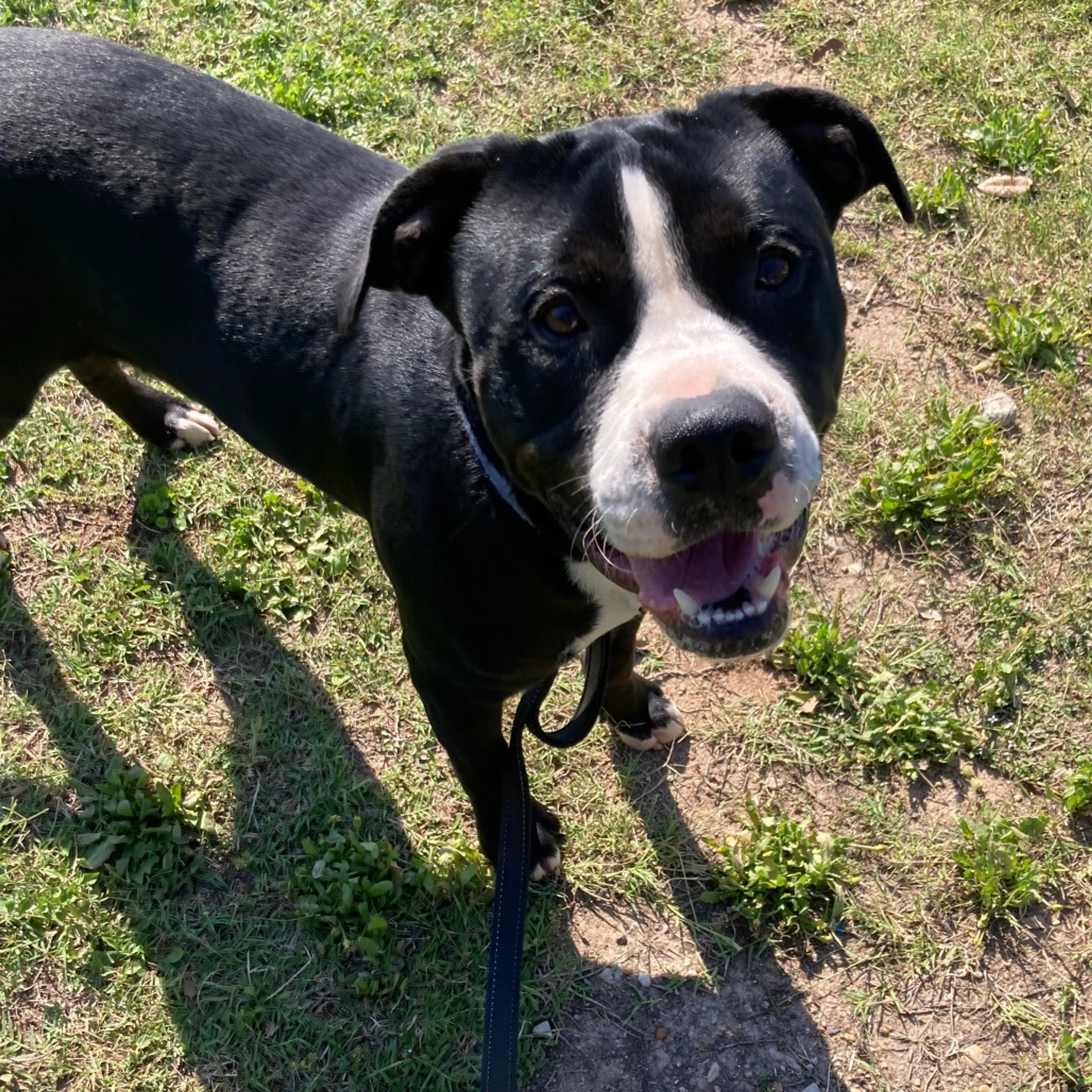 Found pet-3