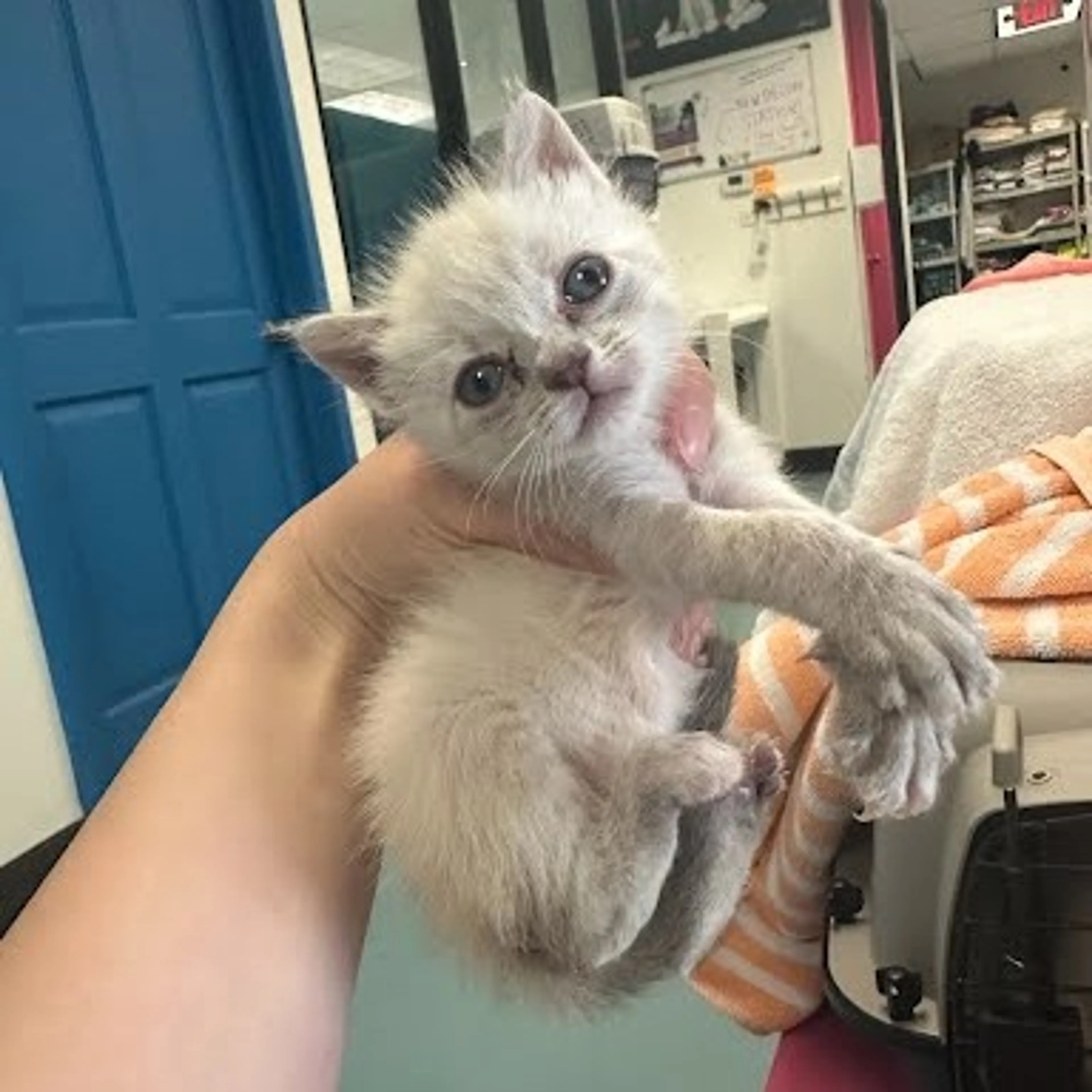 Found pet