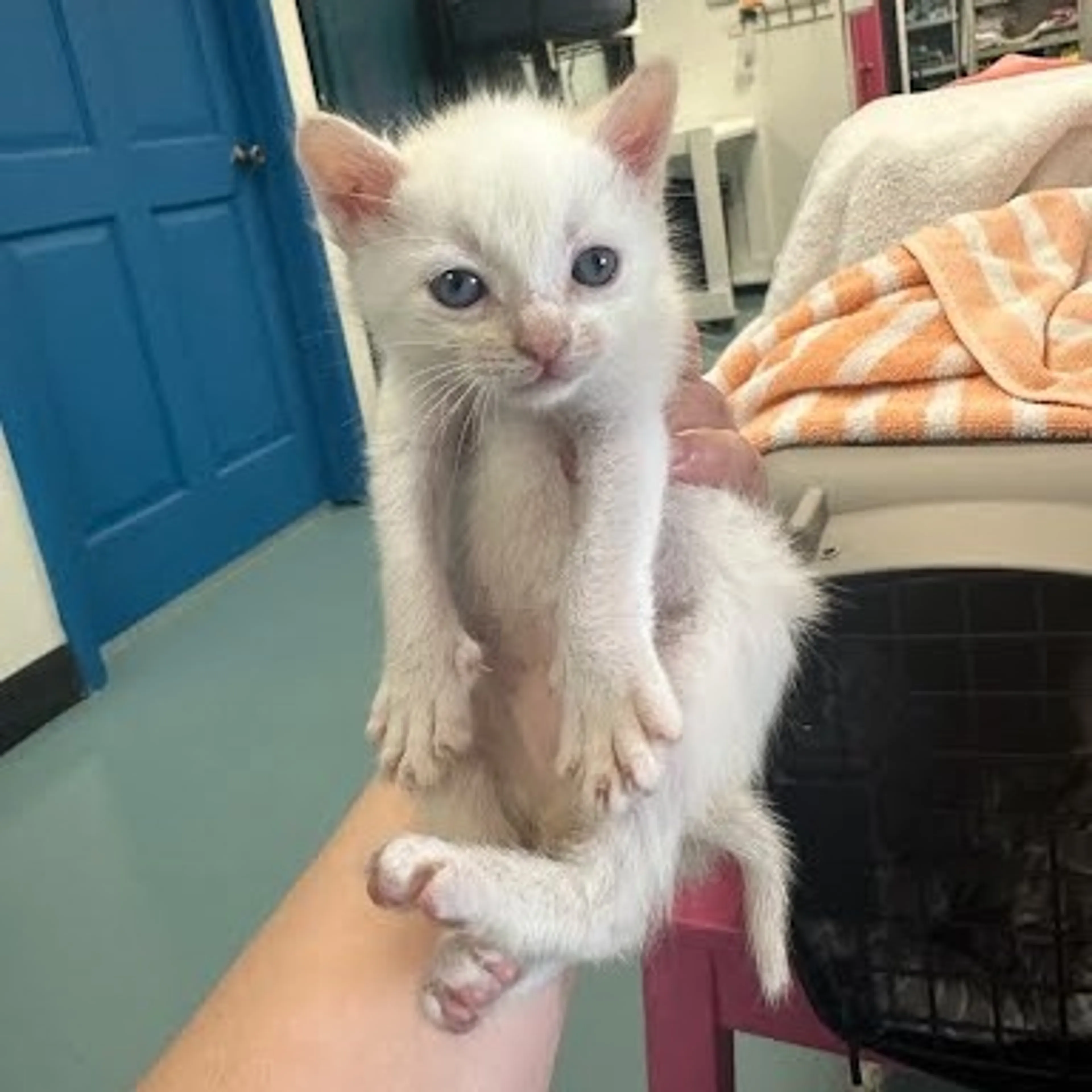 Found pet