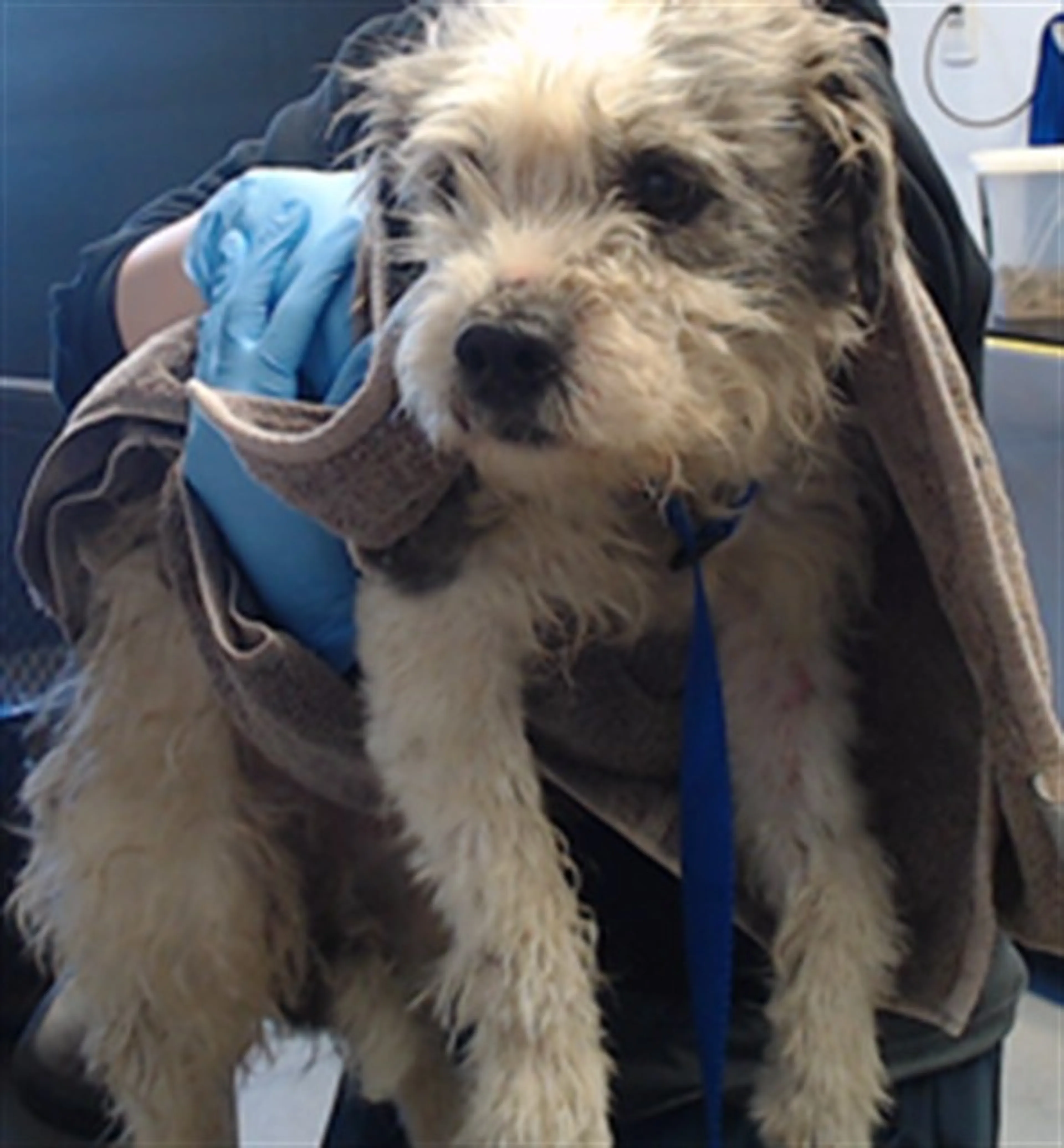 Found pet