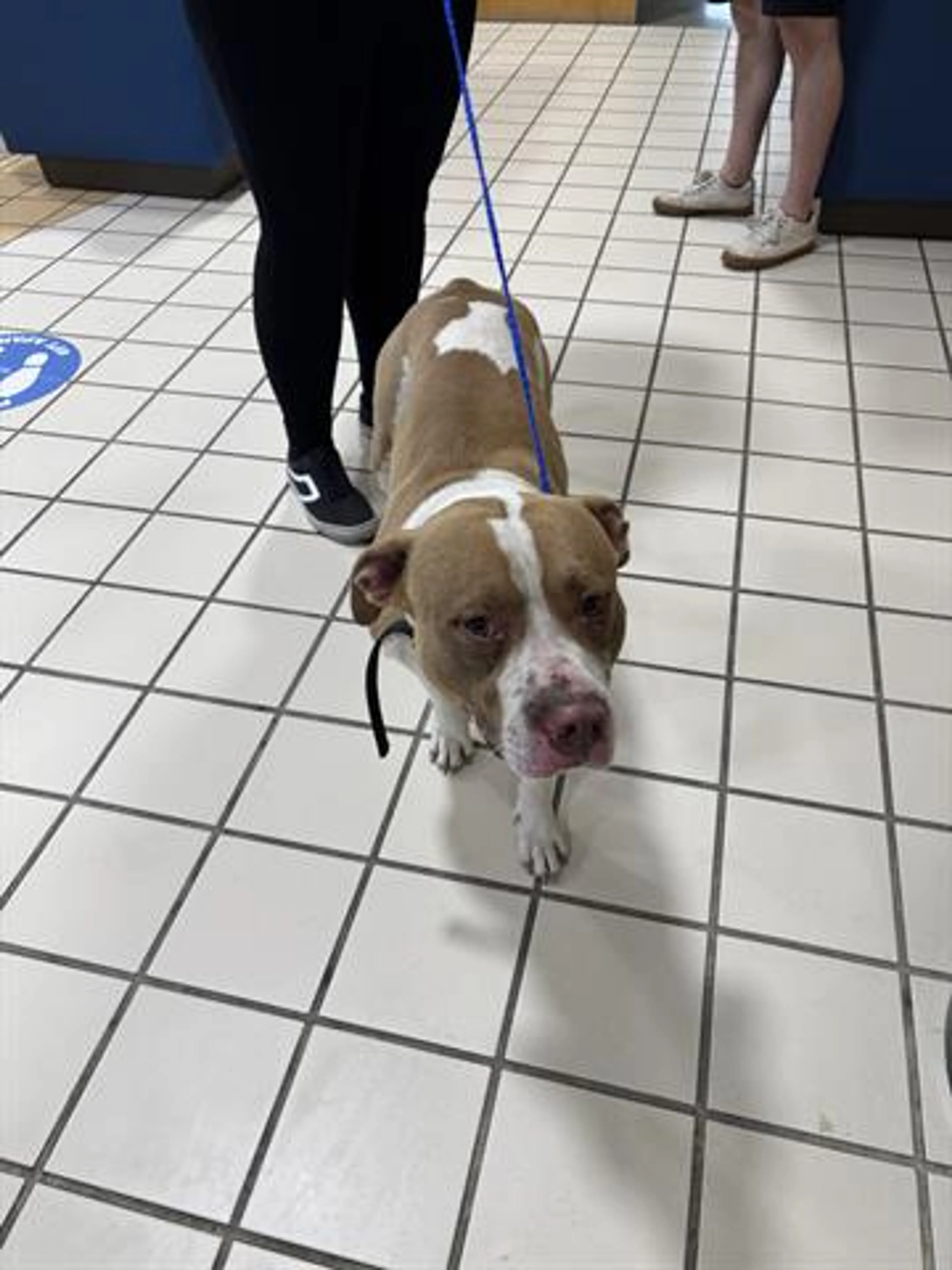 Found pet