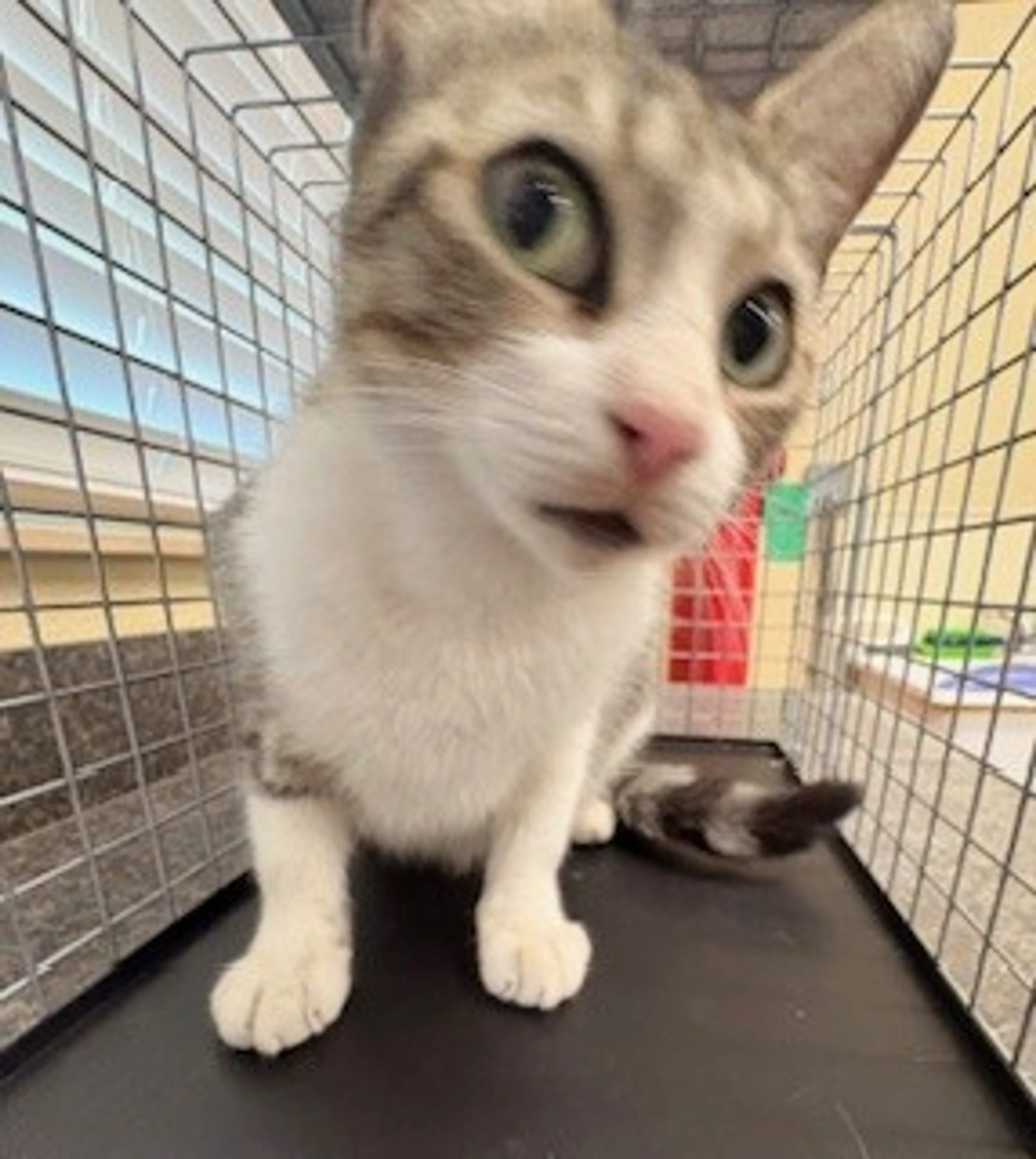 Found pet