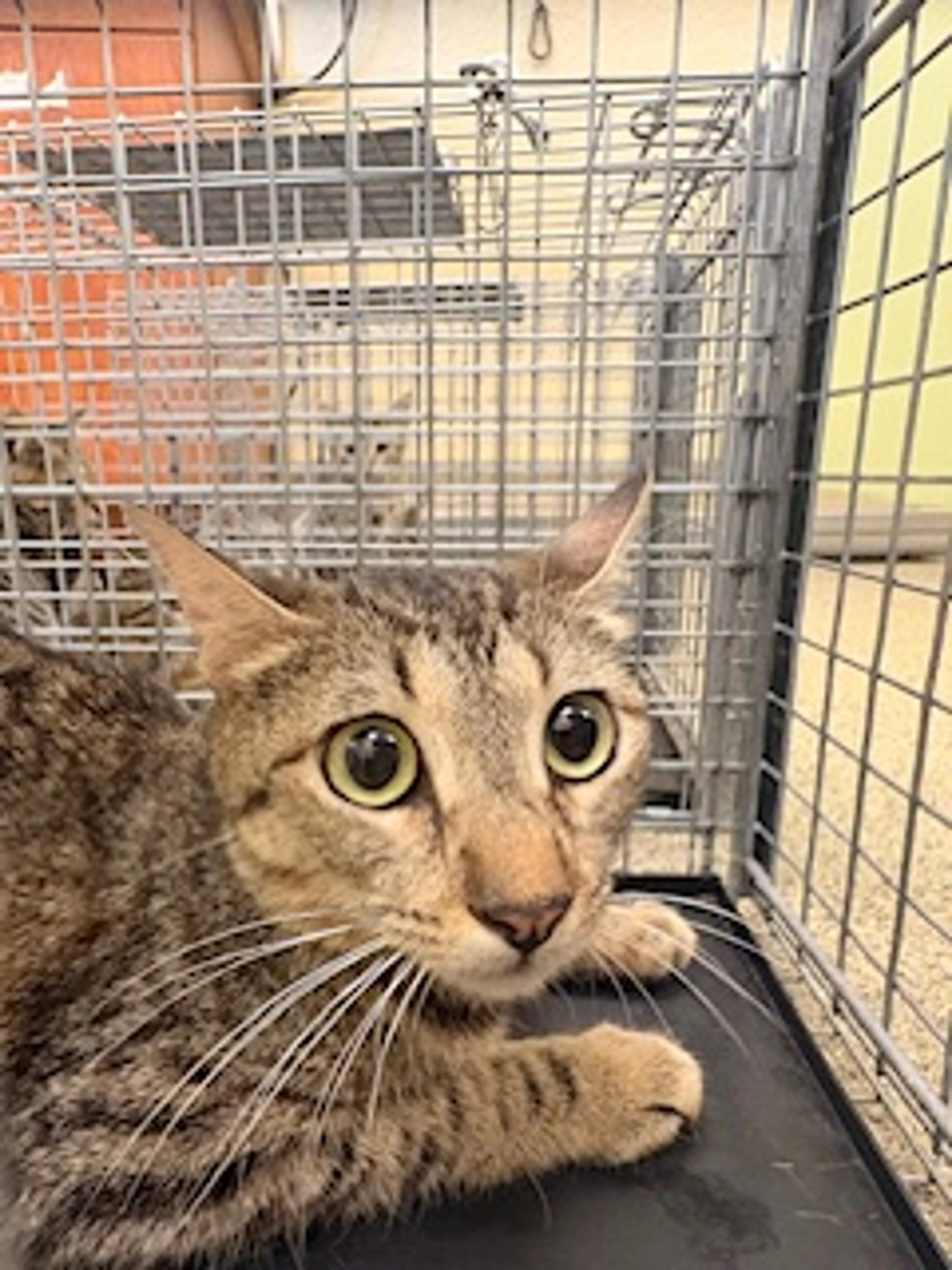 Found pet