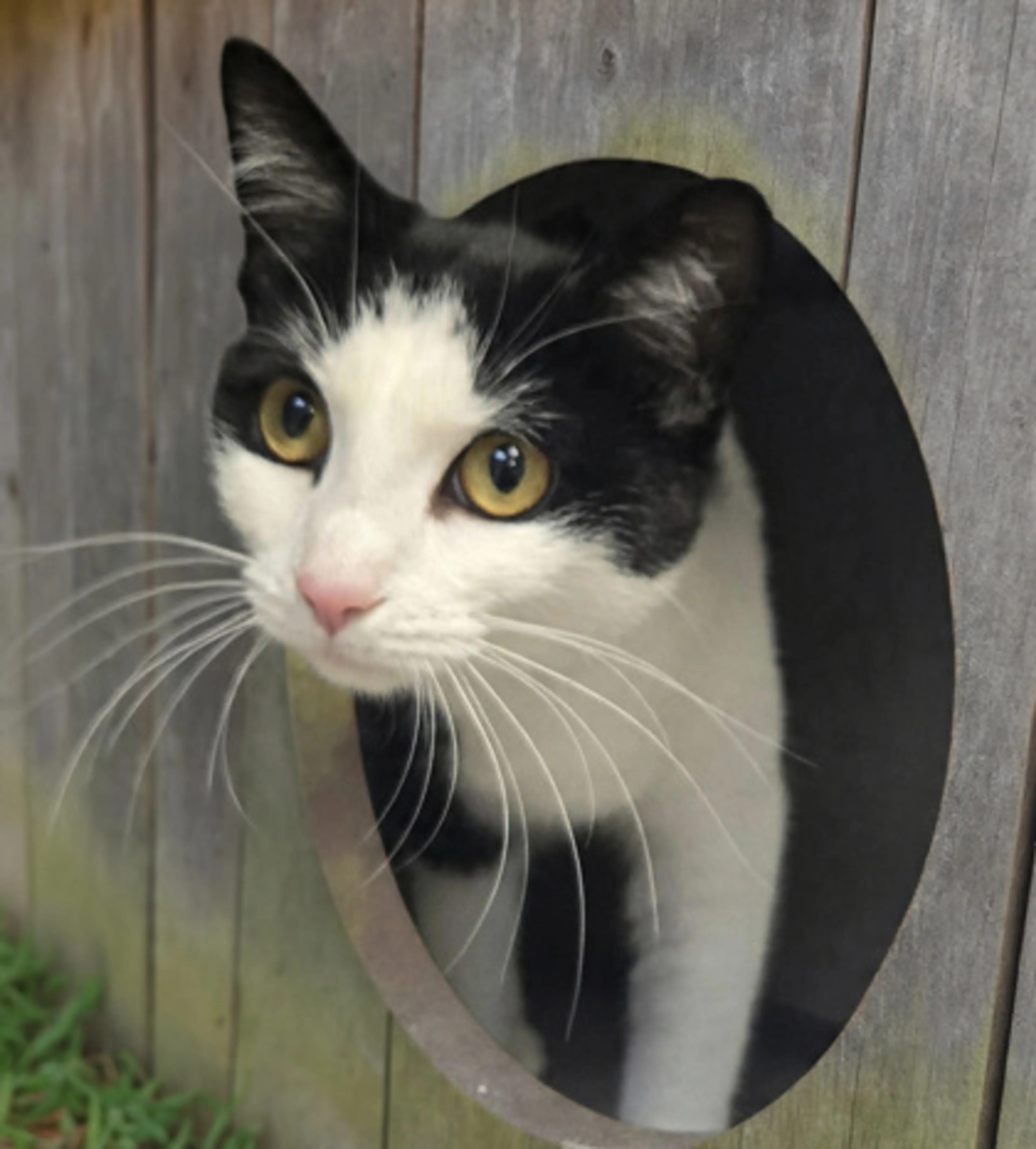 Found pet-1