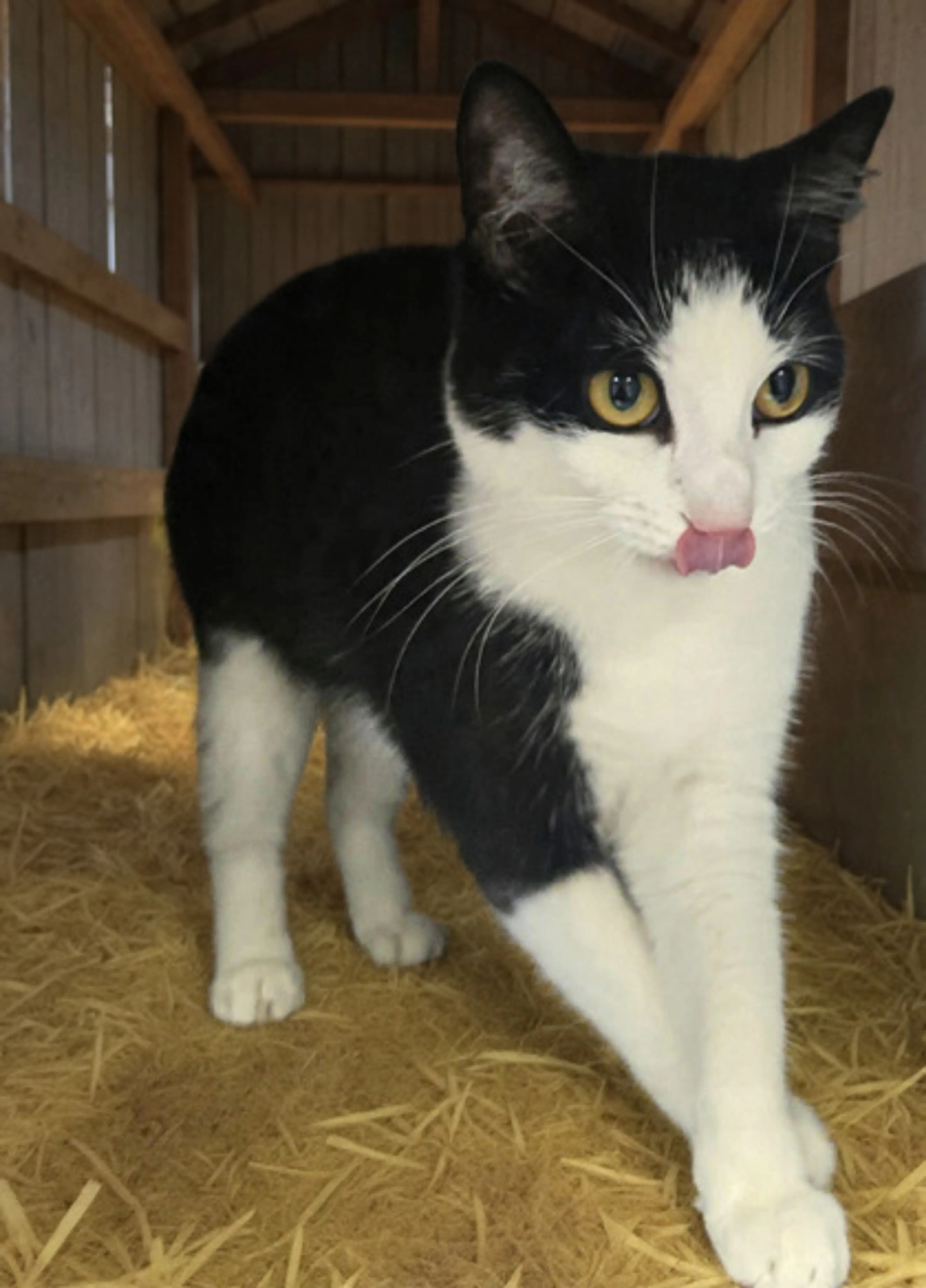 Found pet-2