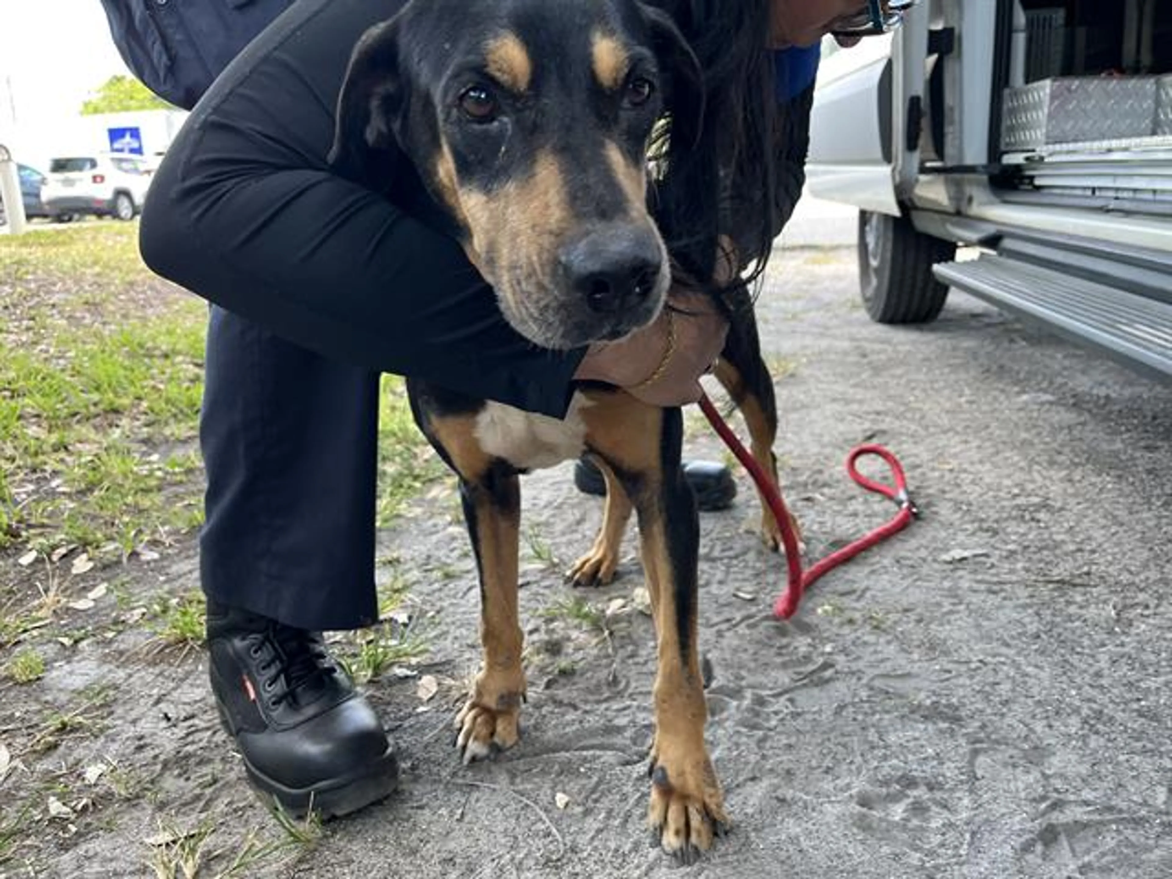Found pet