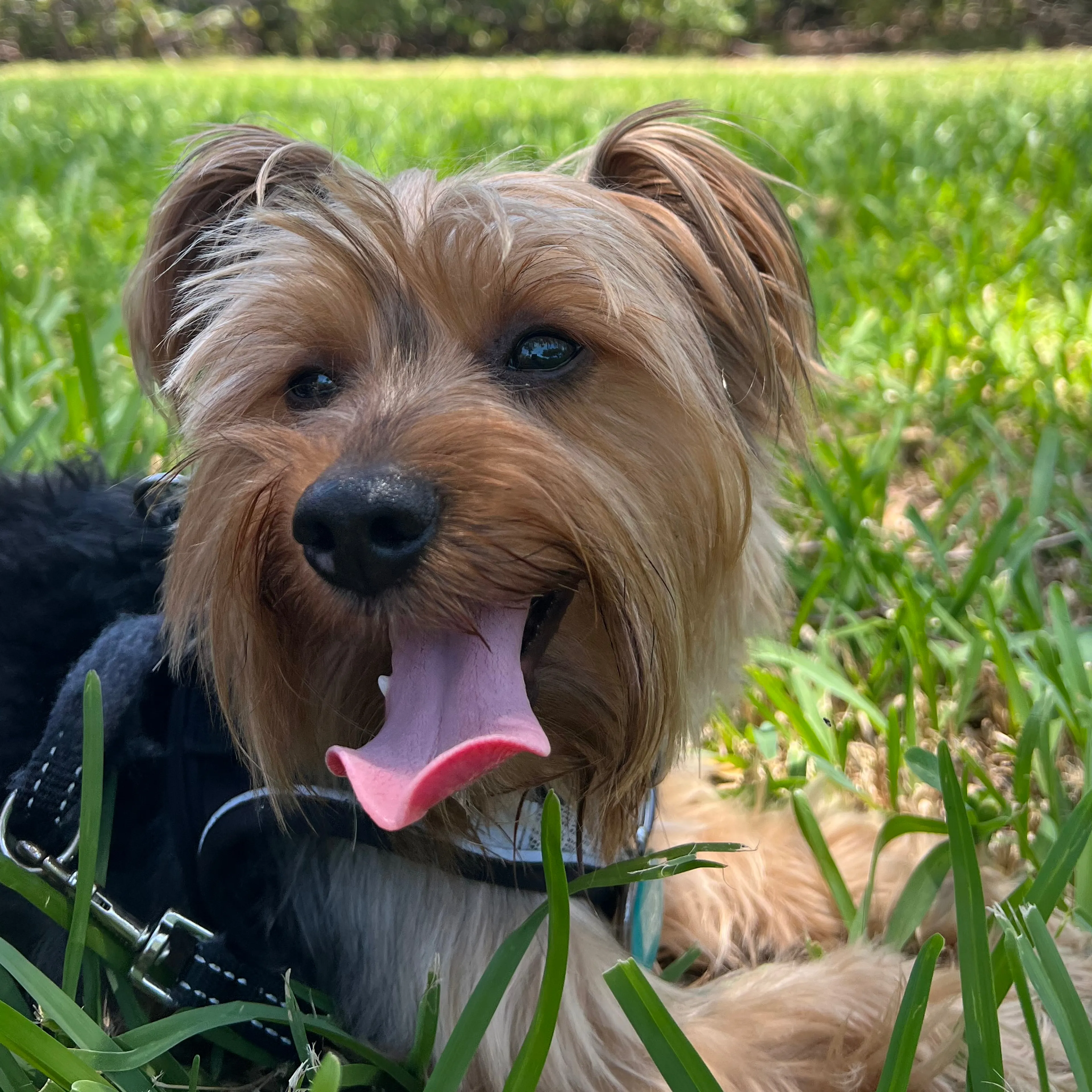 Lost pet-2
