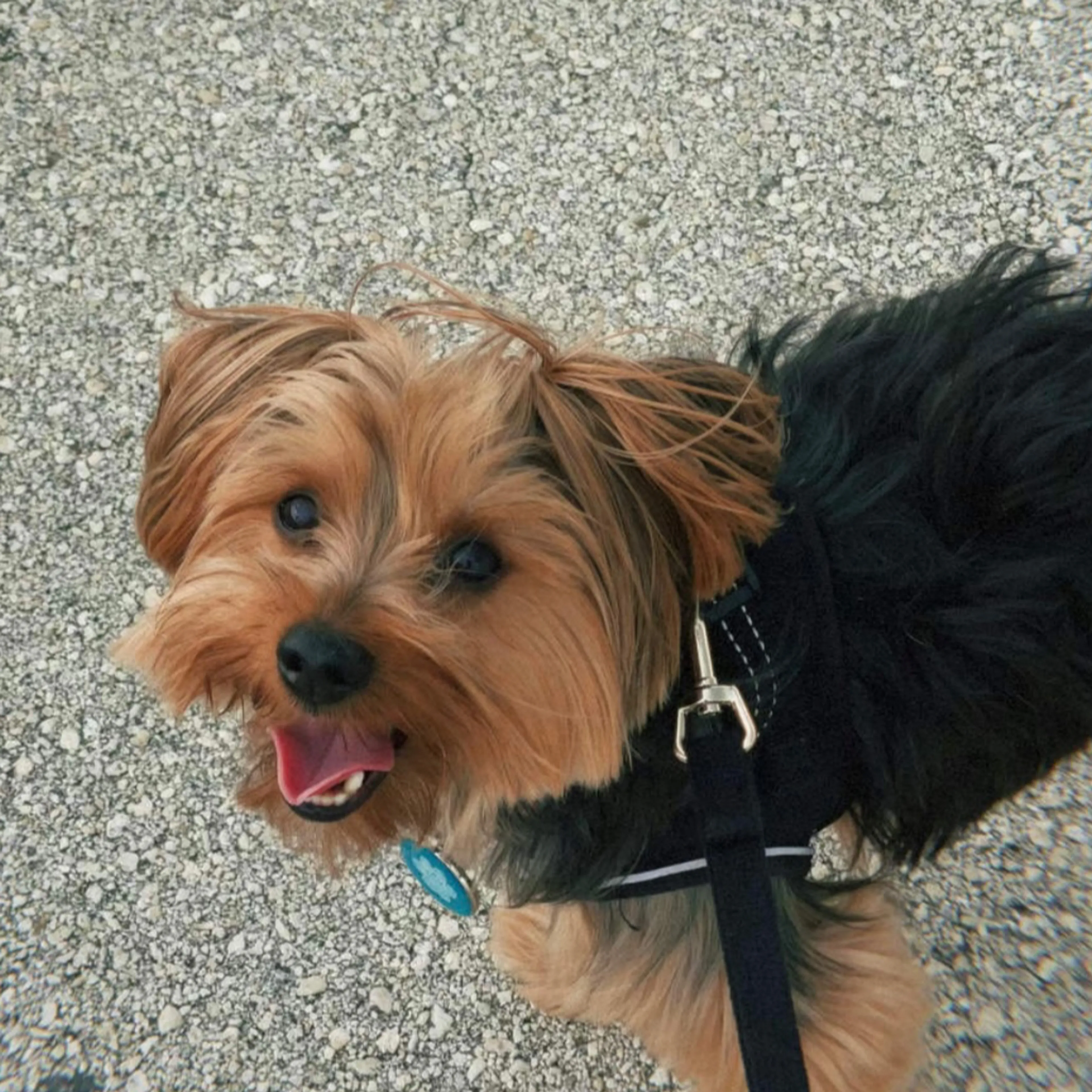 Lost pet-1