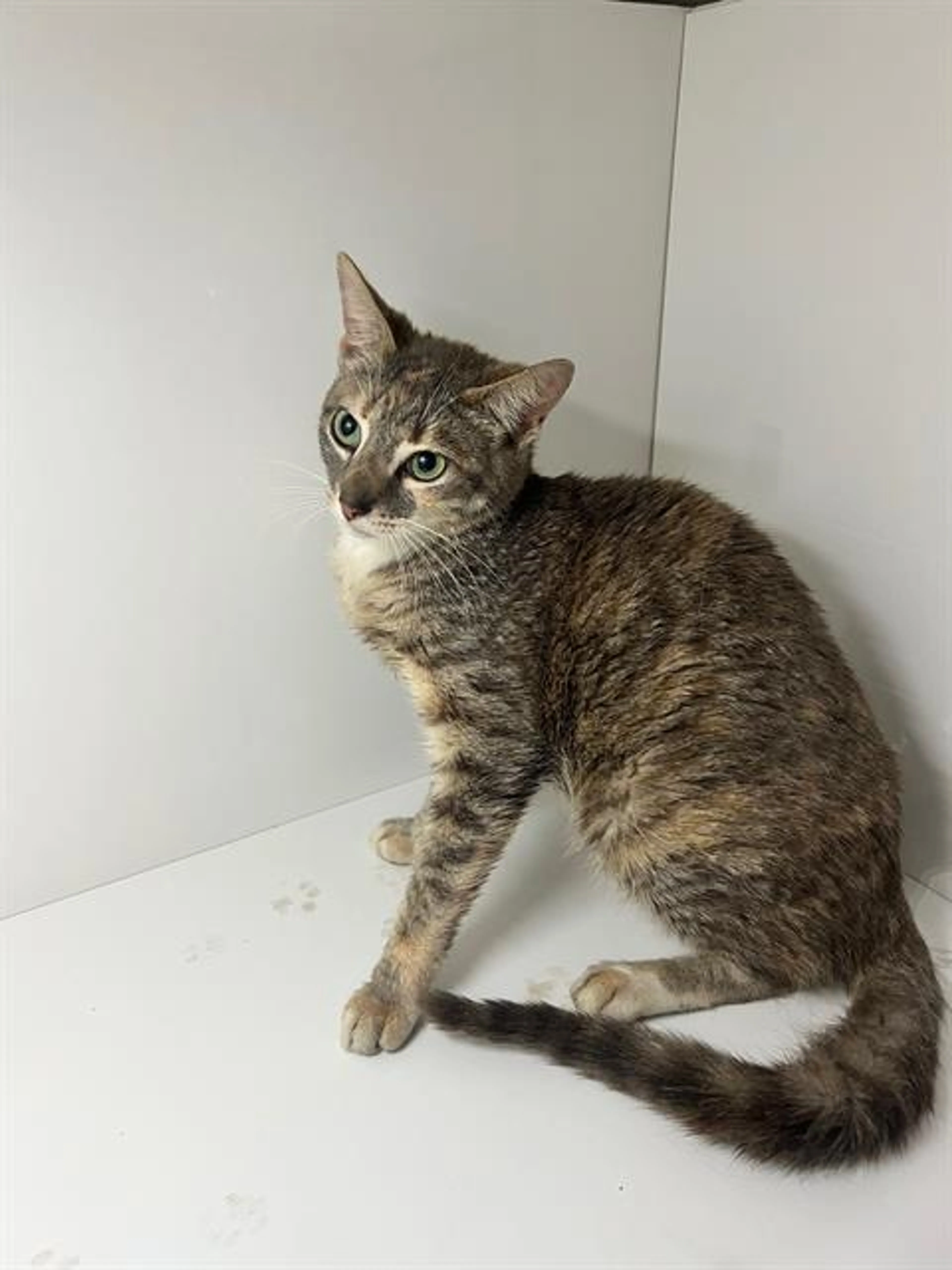 Found pet