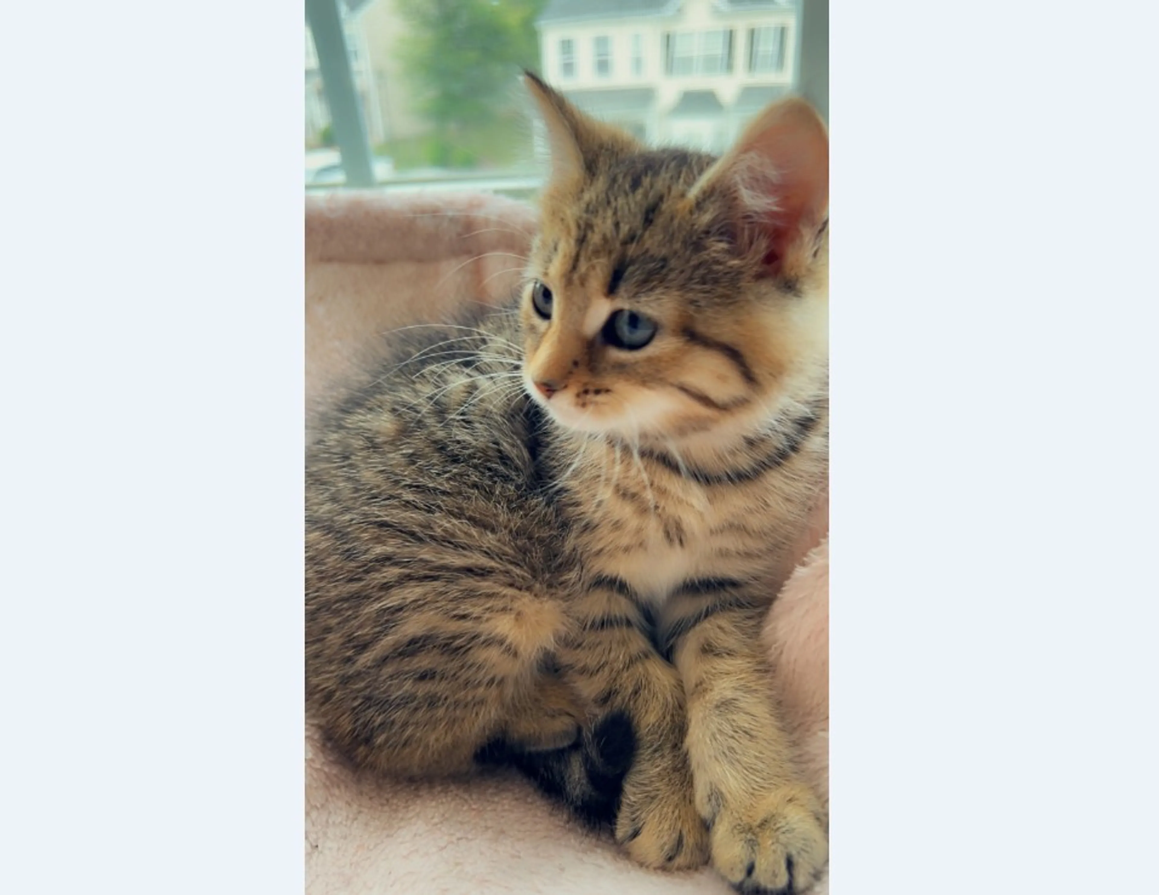 Found pet