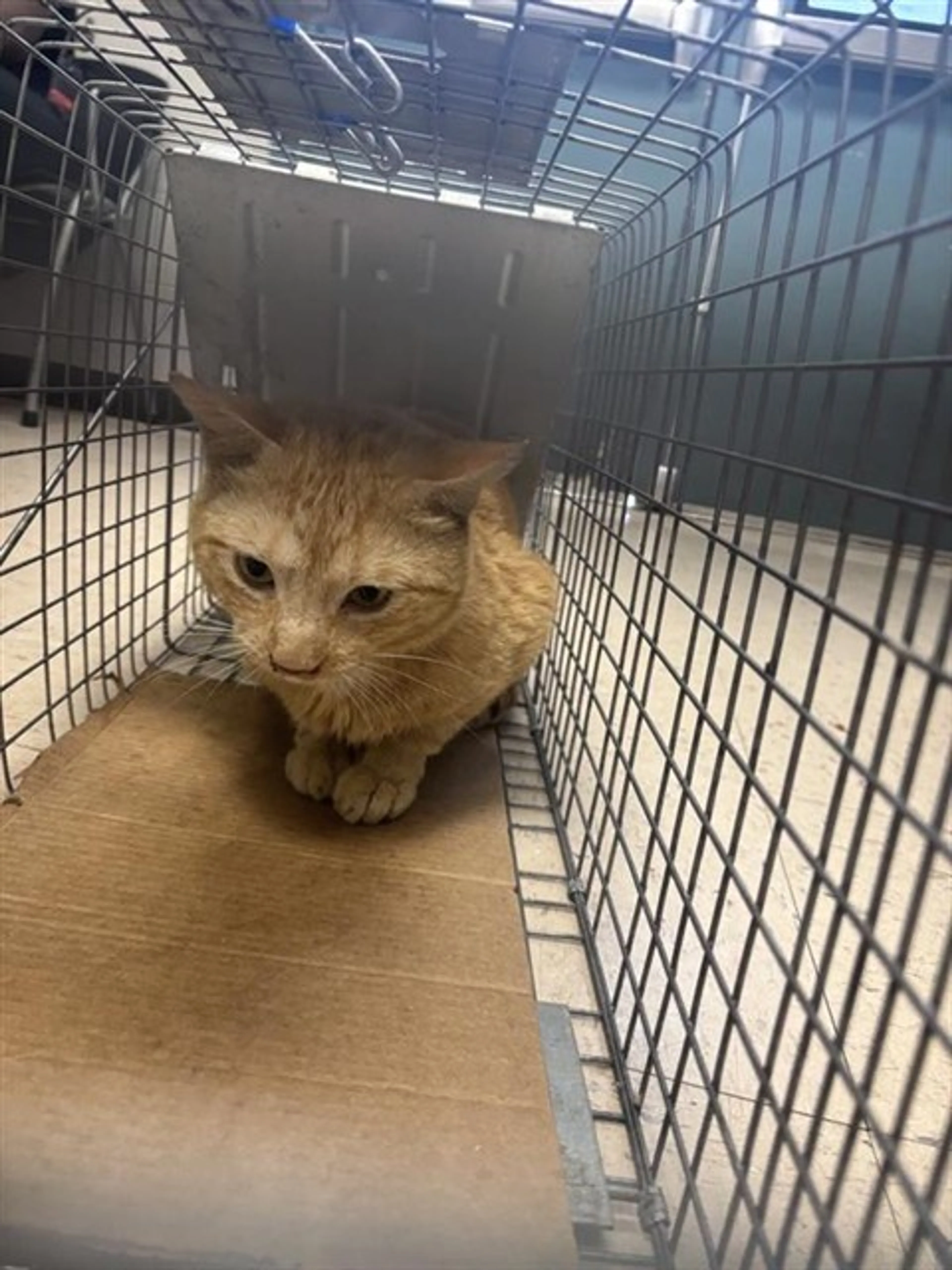 Found pet