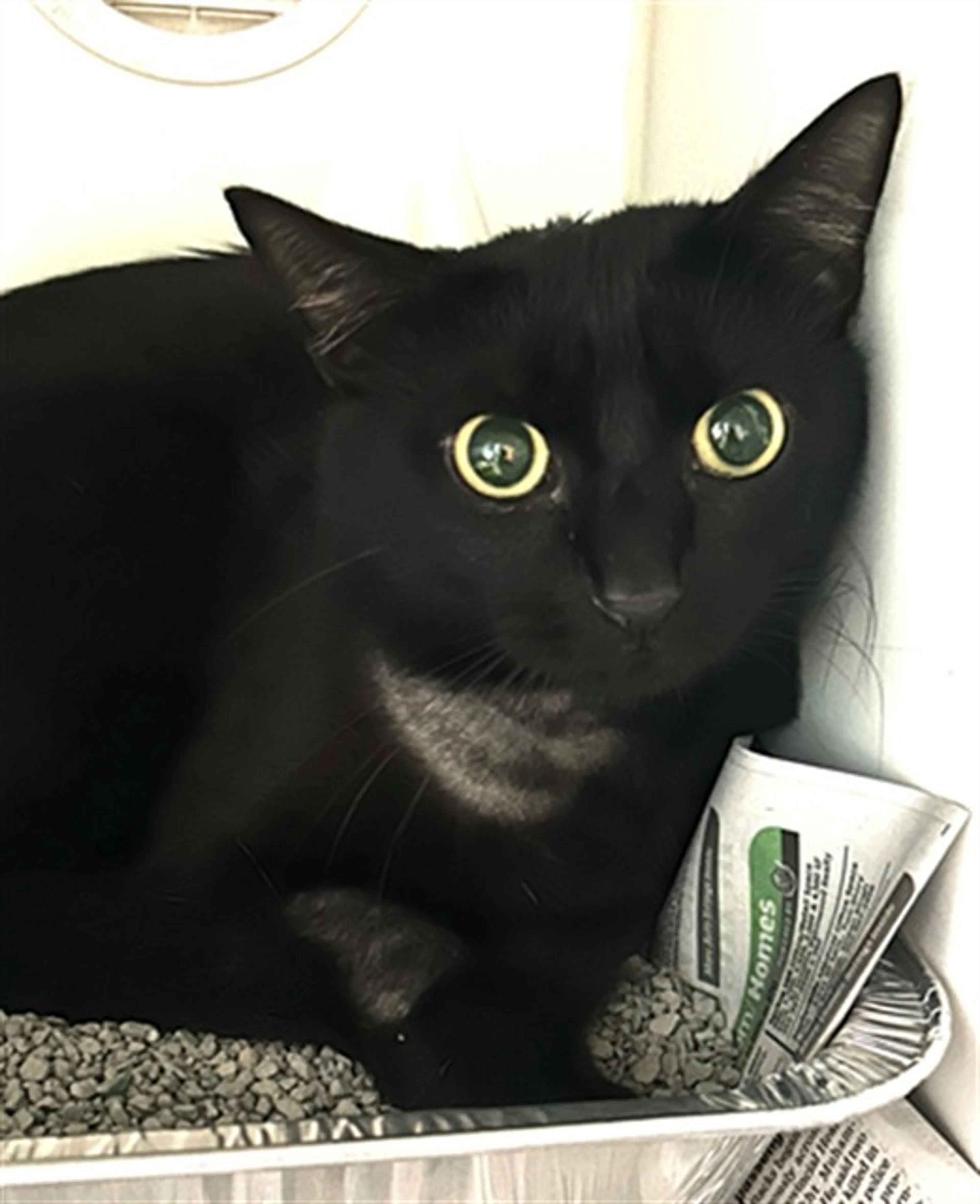 Found pet