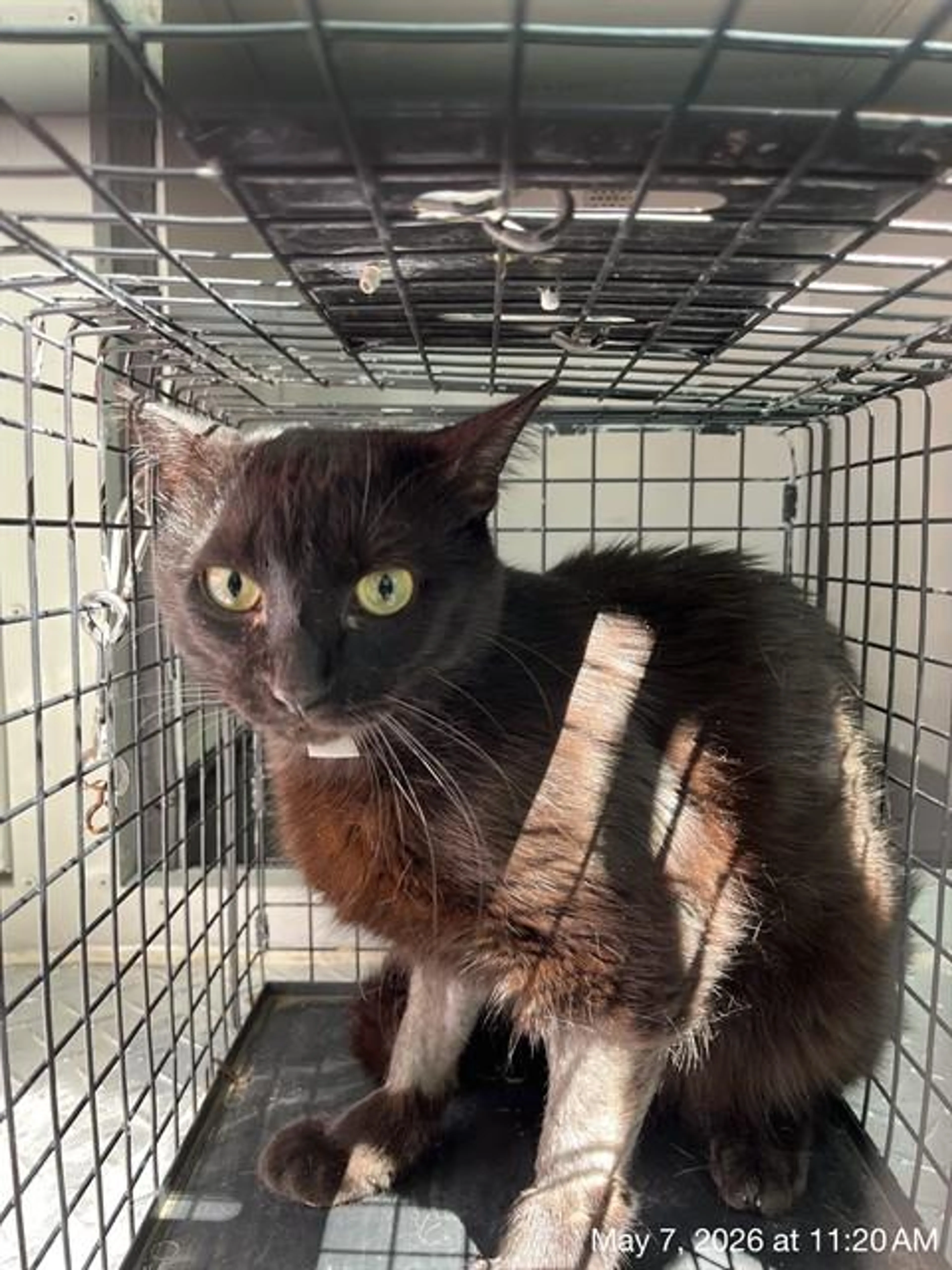 Found pet