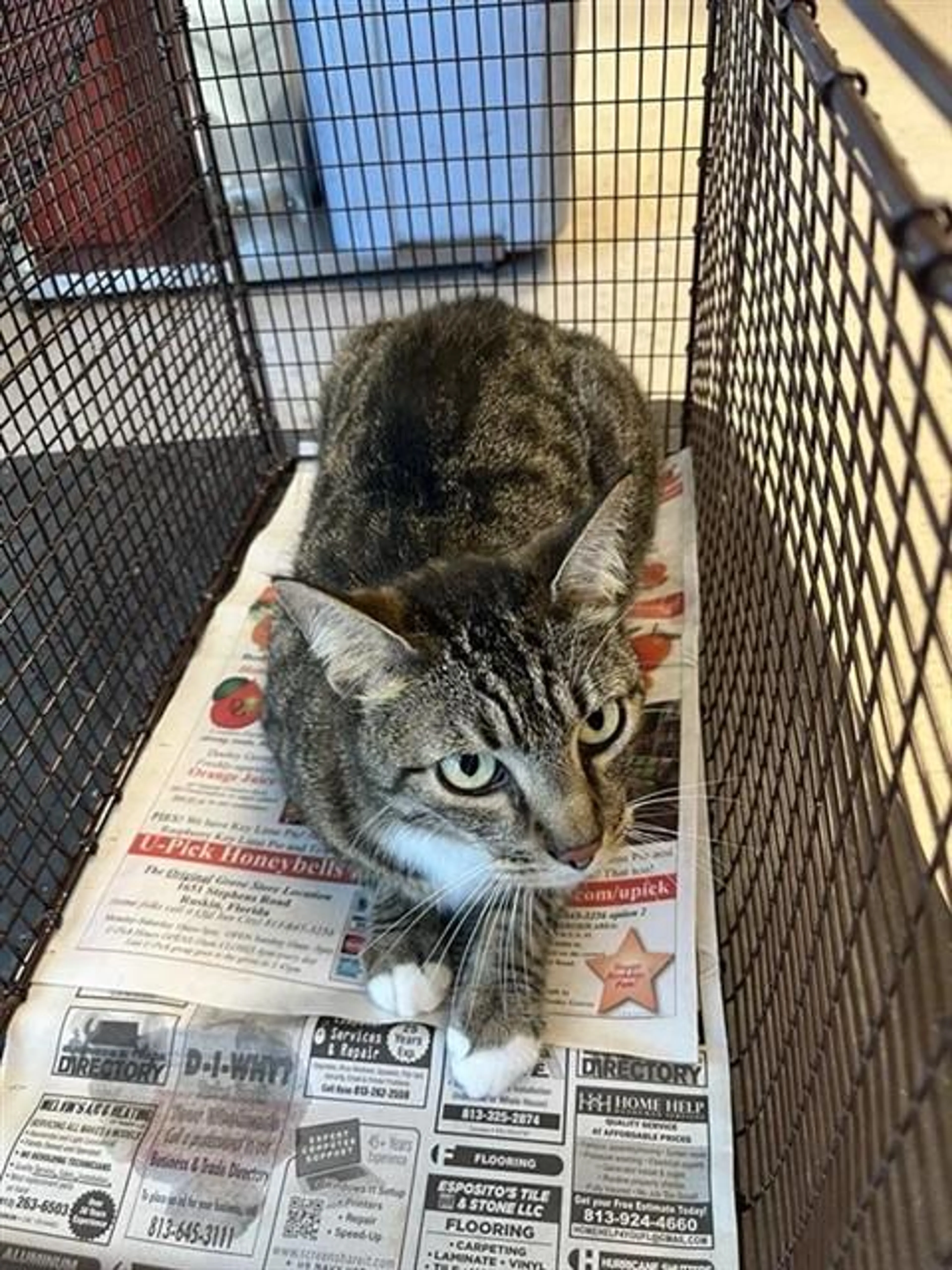 Found pet