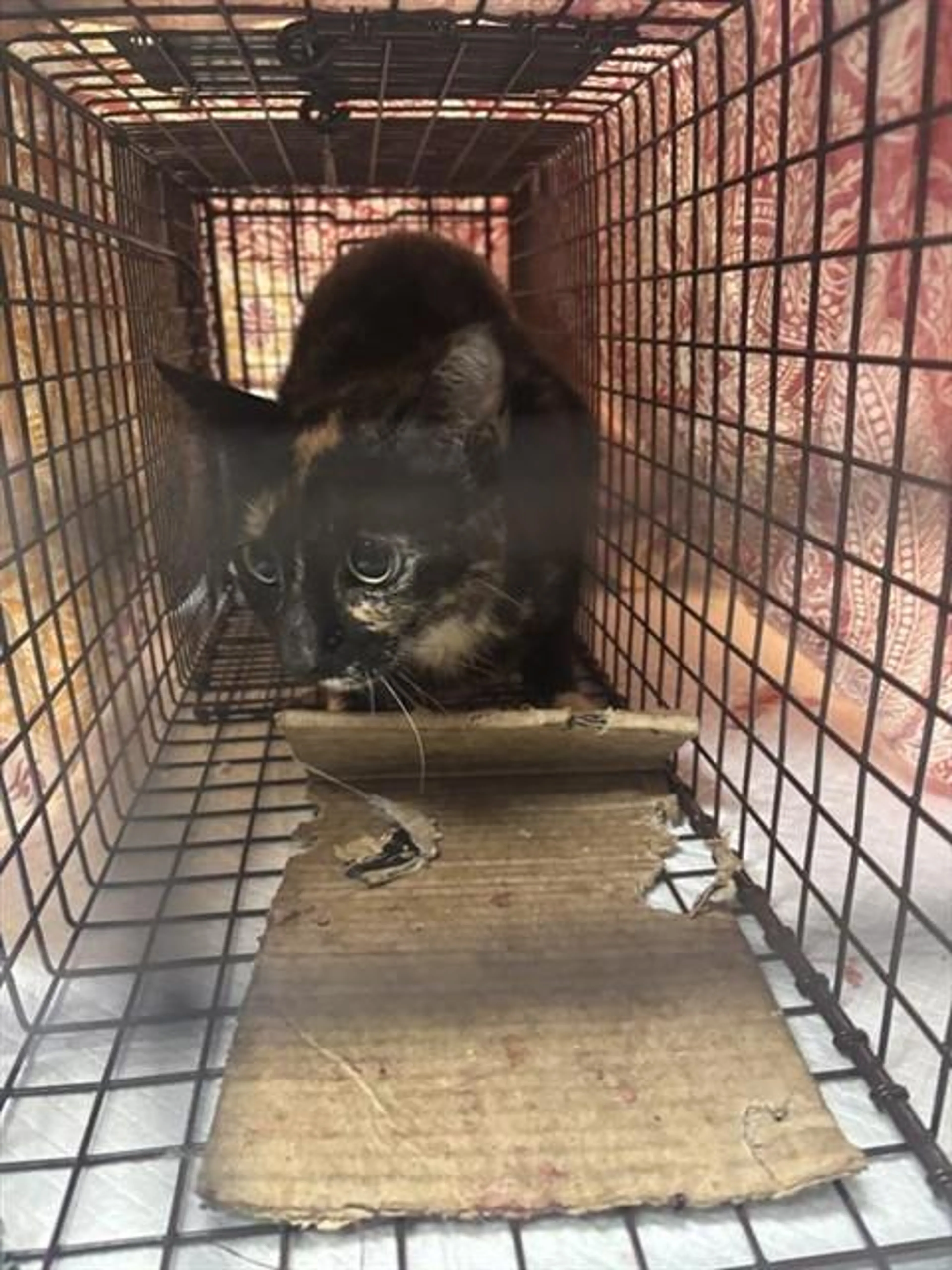 Found pet