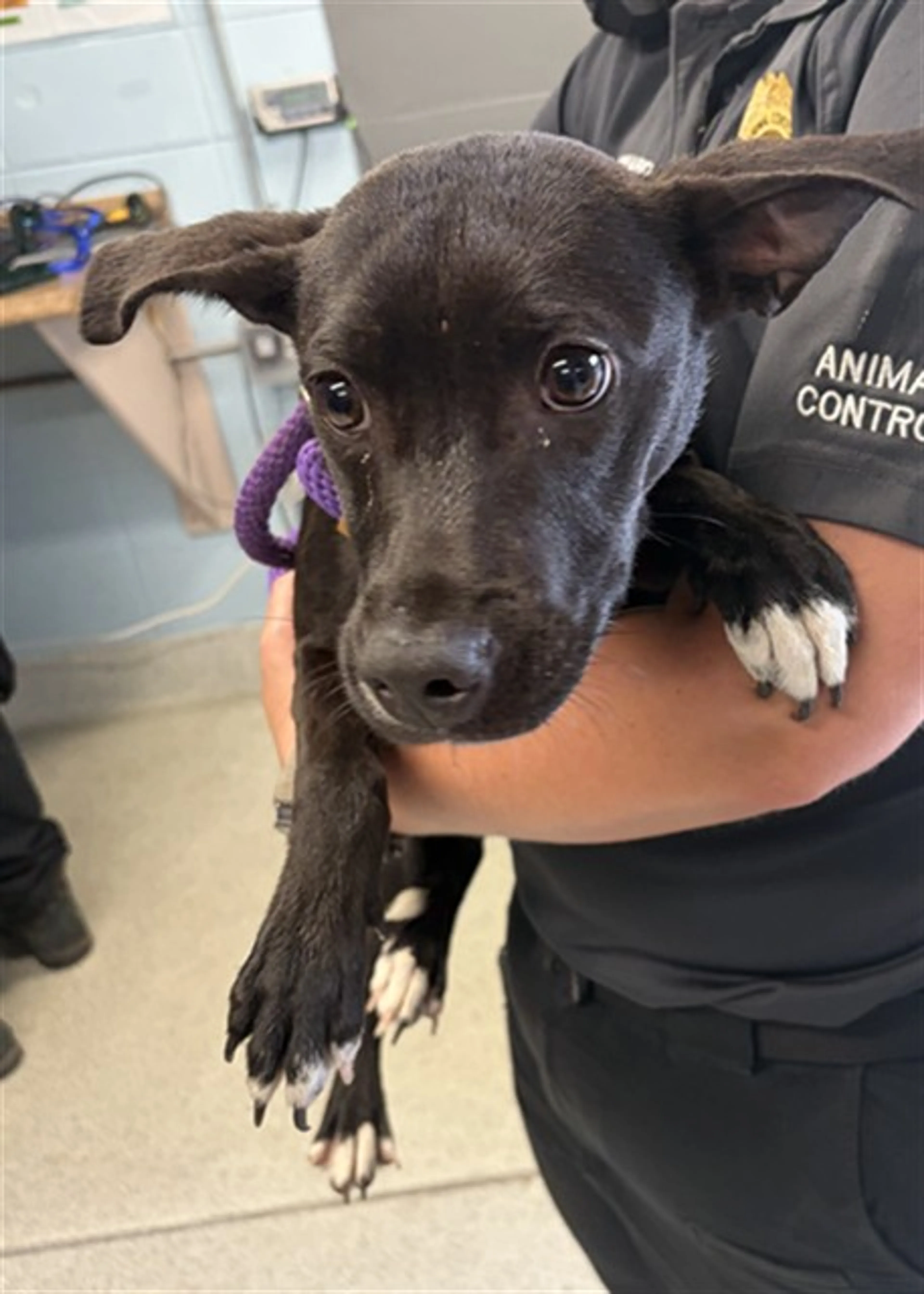 Found pet