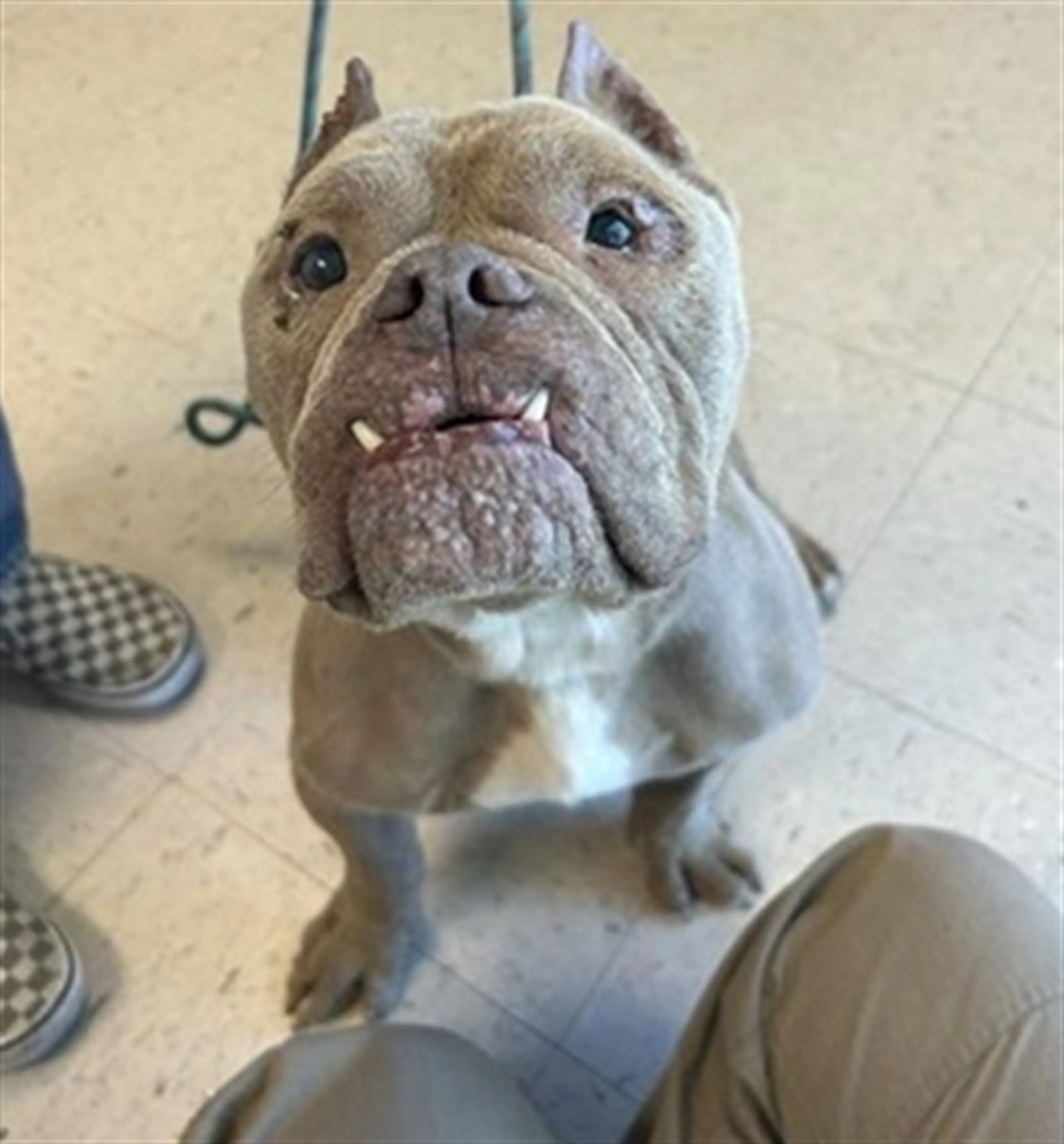 Found pet