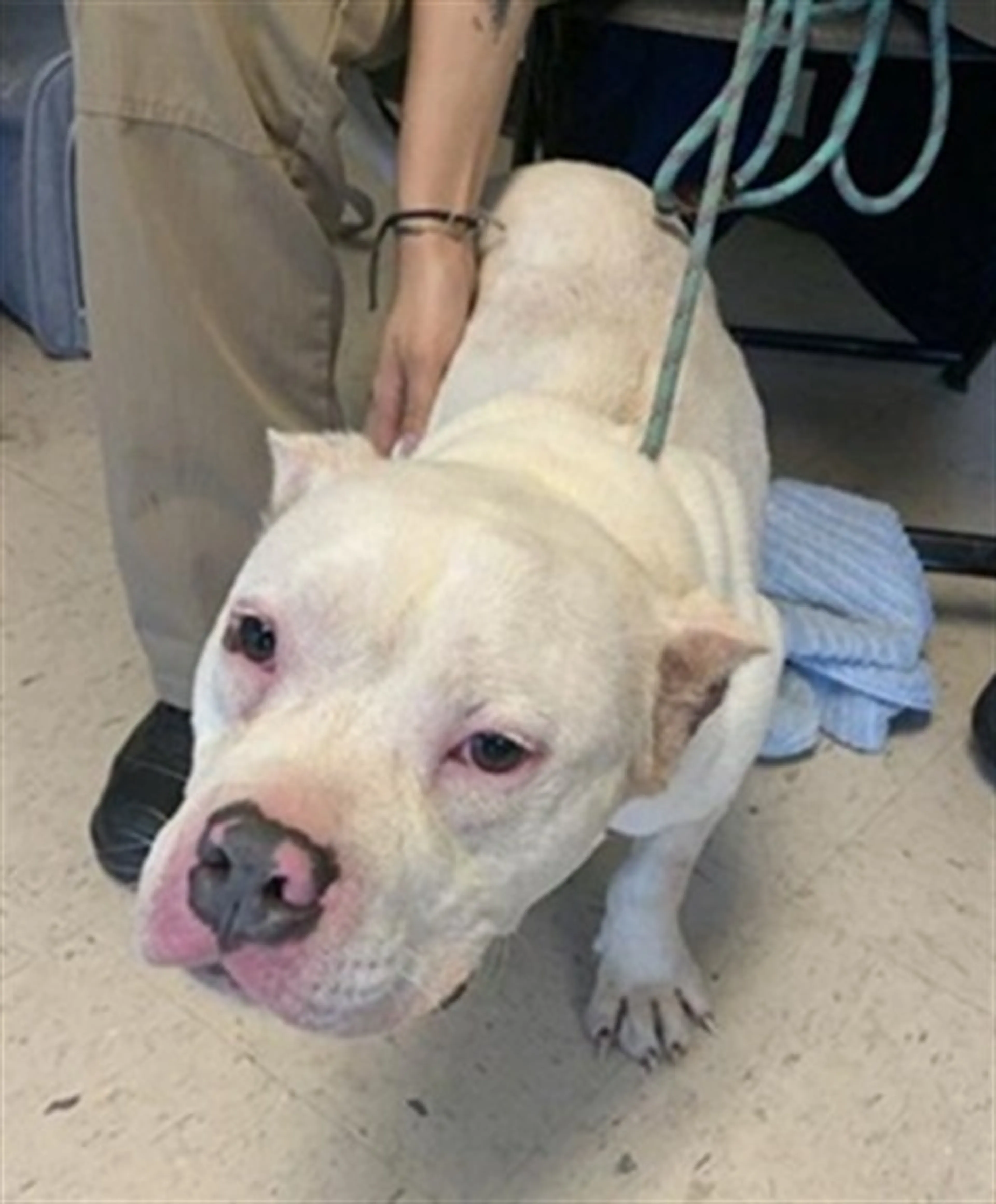 Found pet