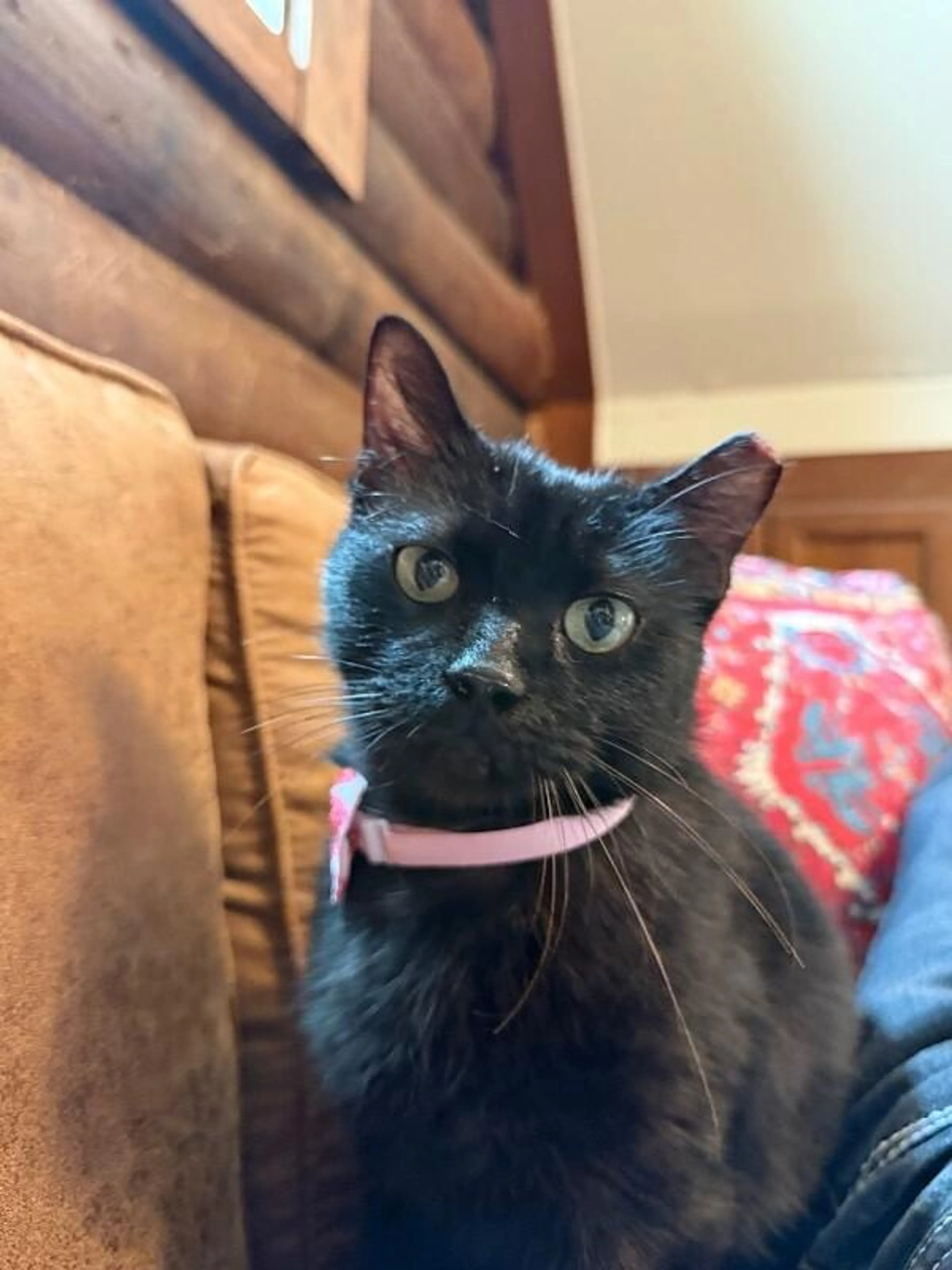 Found pet-4