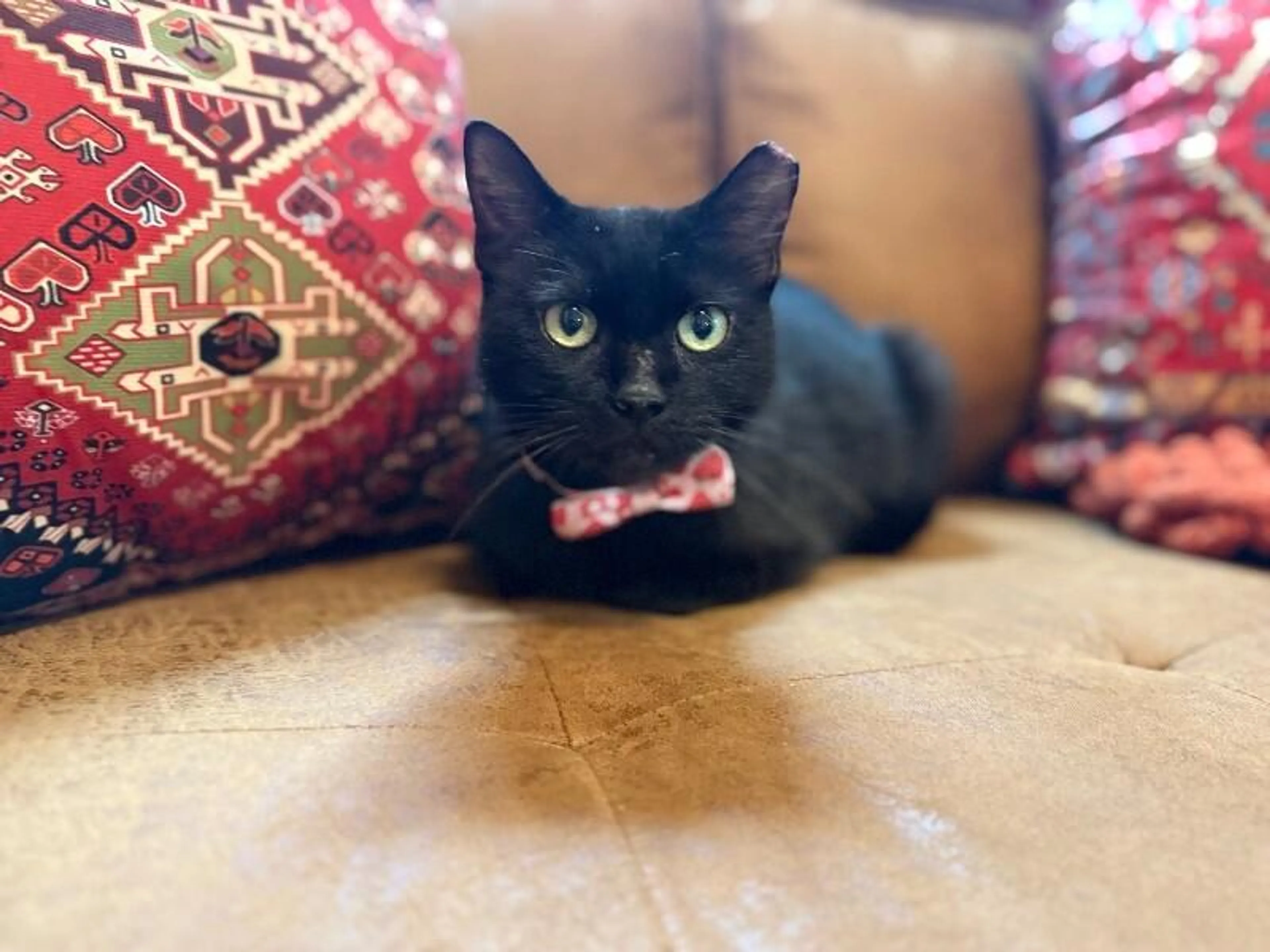 Found pet-3