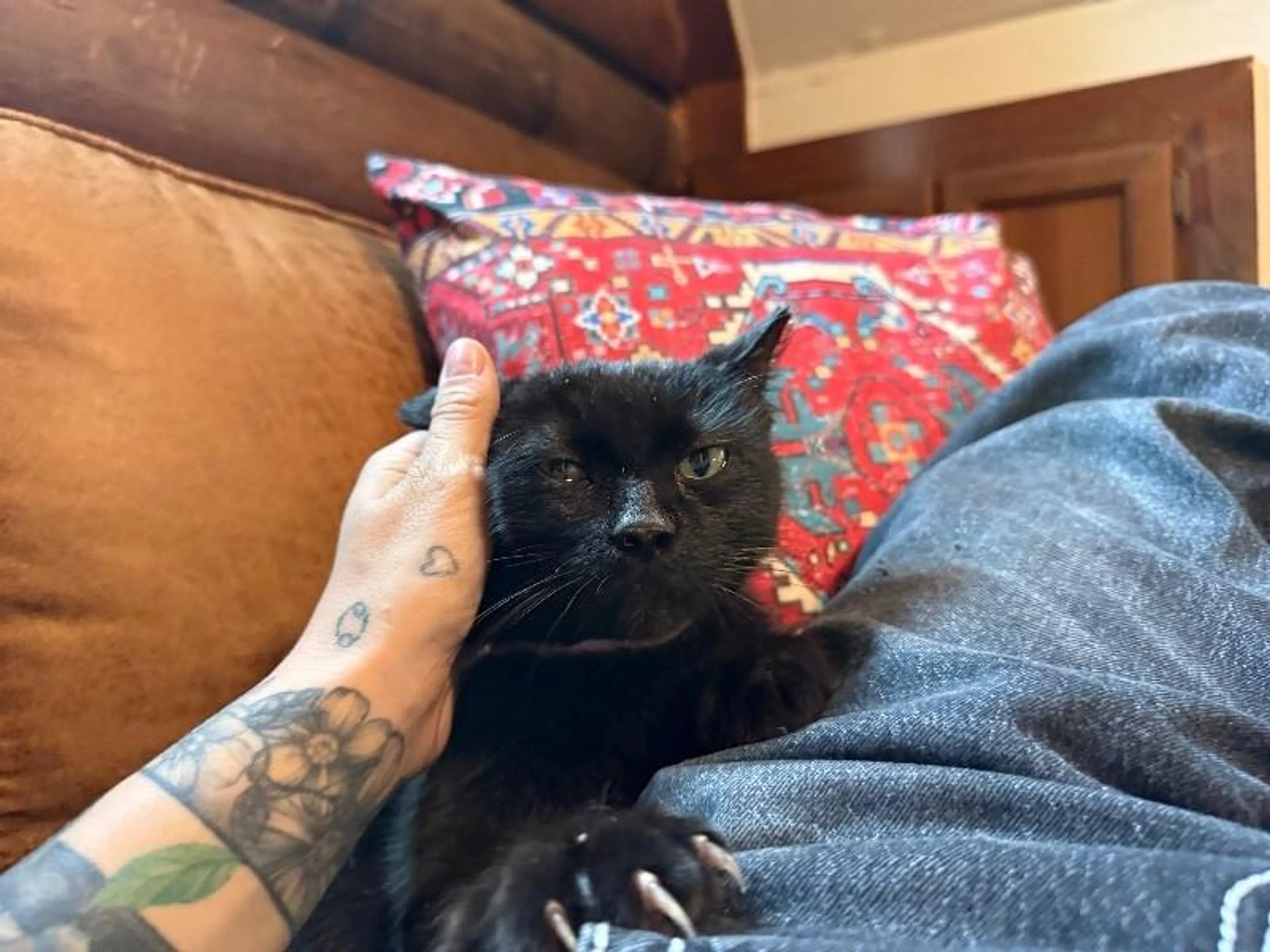 Found pet-1
