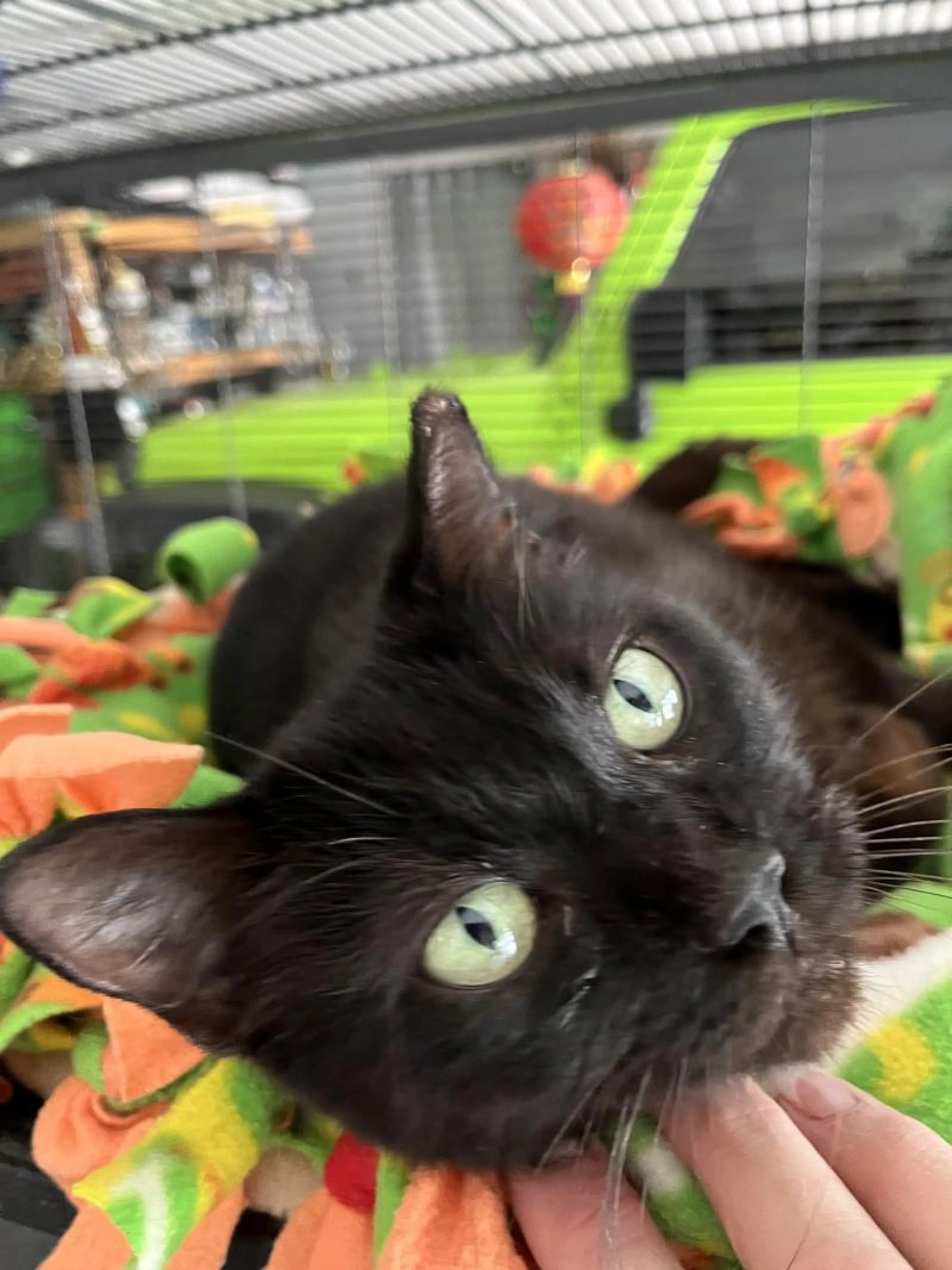 Found pet-2