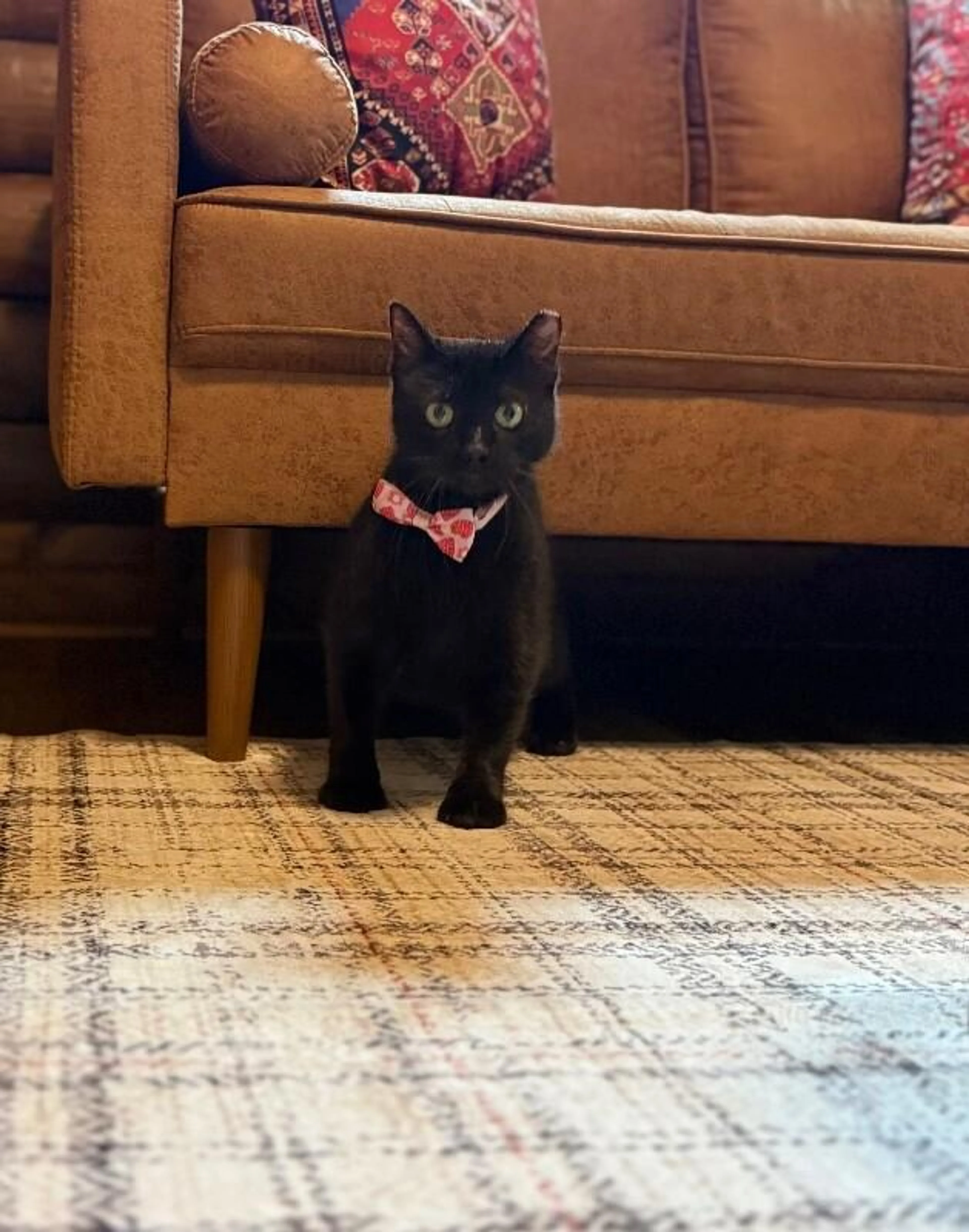 Found pet-0